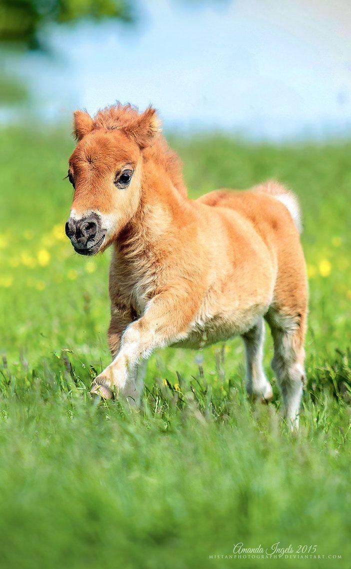 Cute Baby Horses Wallpapers Wallpaper Cave