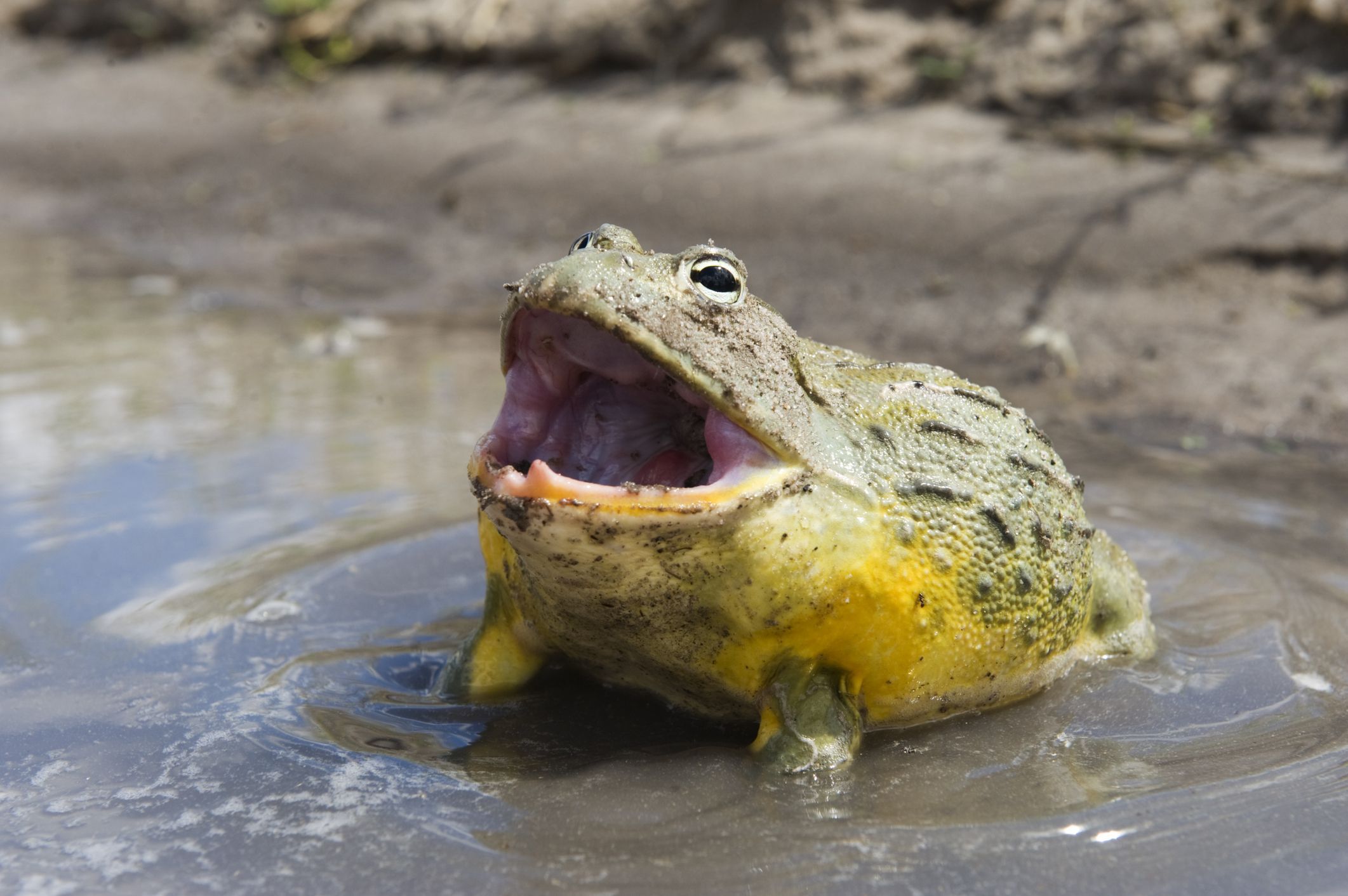 The African Bullfrog A Mighty Amphibian of the Savanna