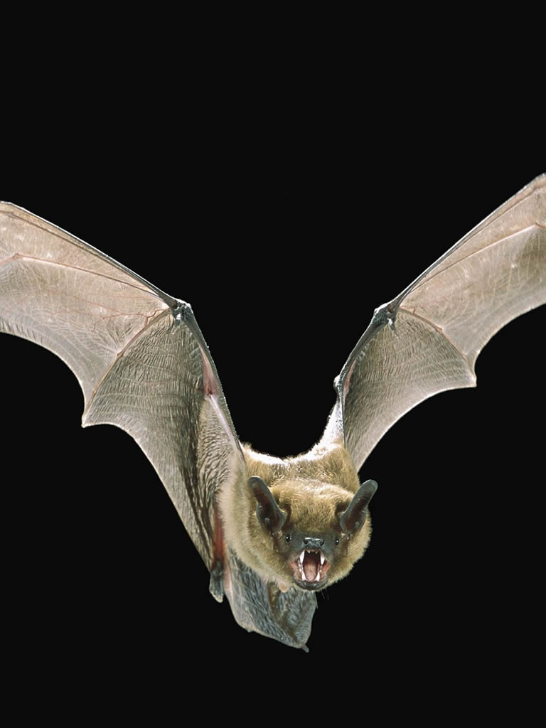 Fruit Bat Wallpapers Wallpaper Cave