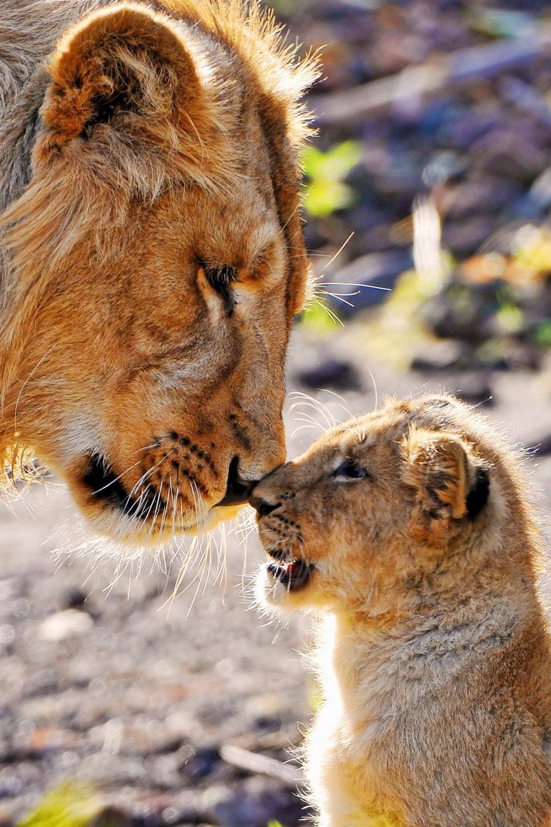 Baby Lion Phone Wallpapers Wallpaper Cave