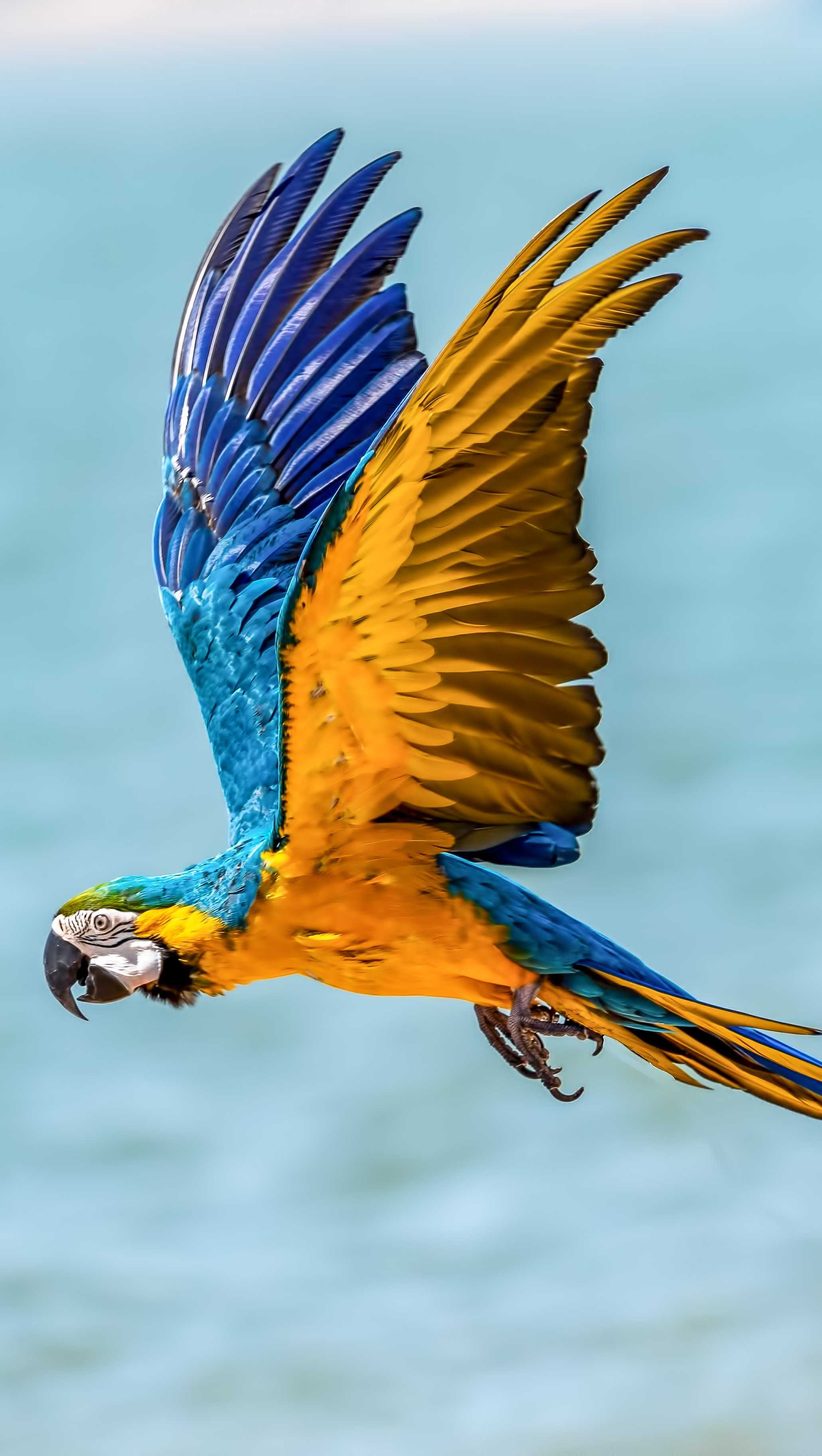 Parrot iPhone Wallpapers Wallpaper Cave