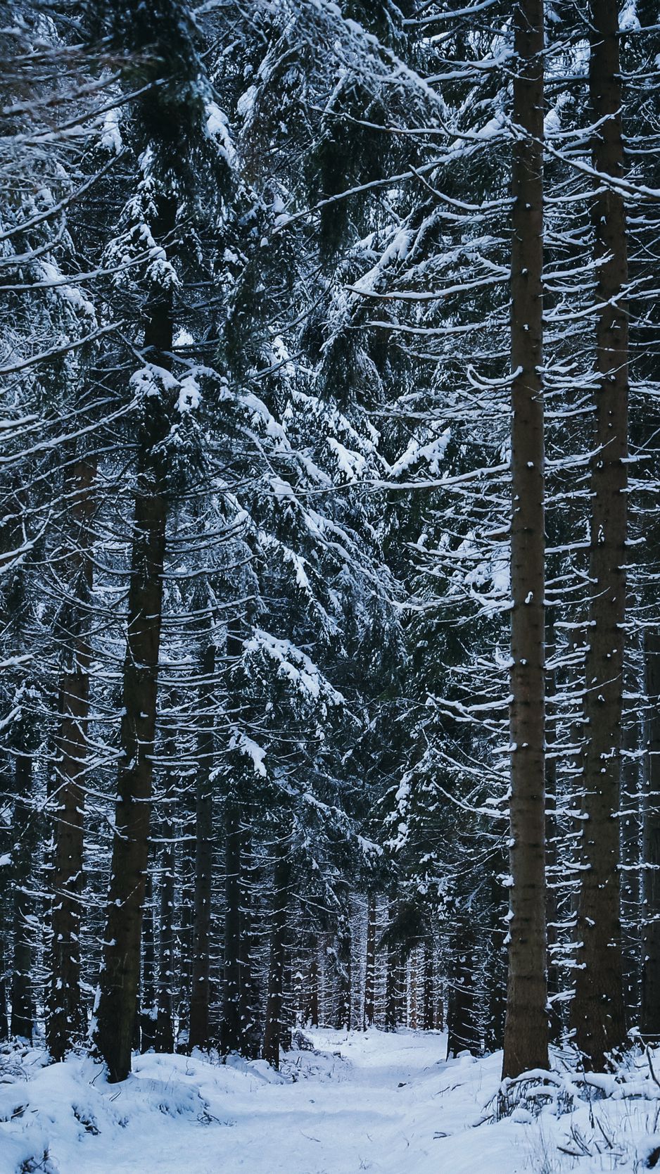 Winter Trees iPhone Wallpapers Wallpaper Cave