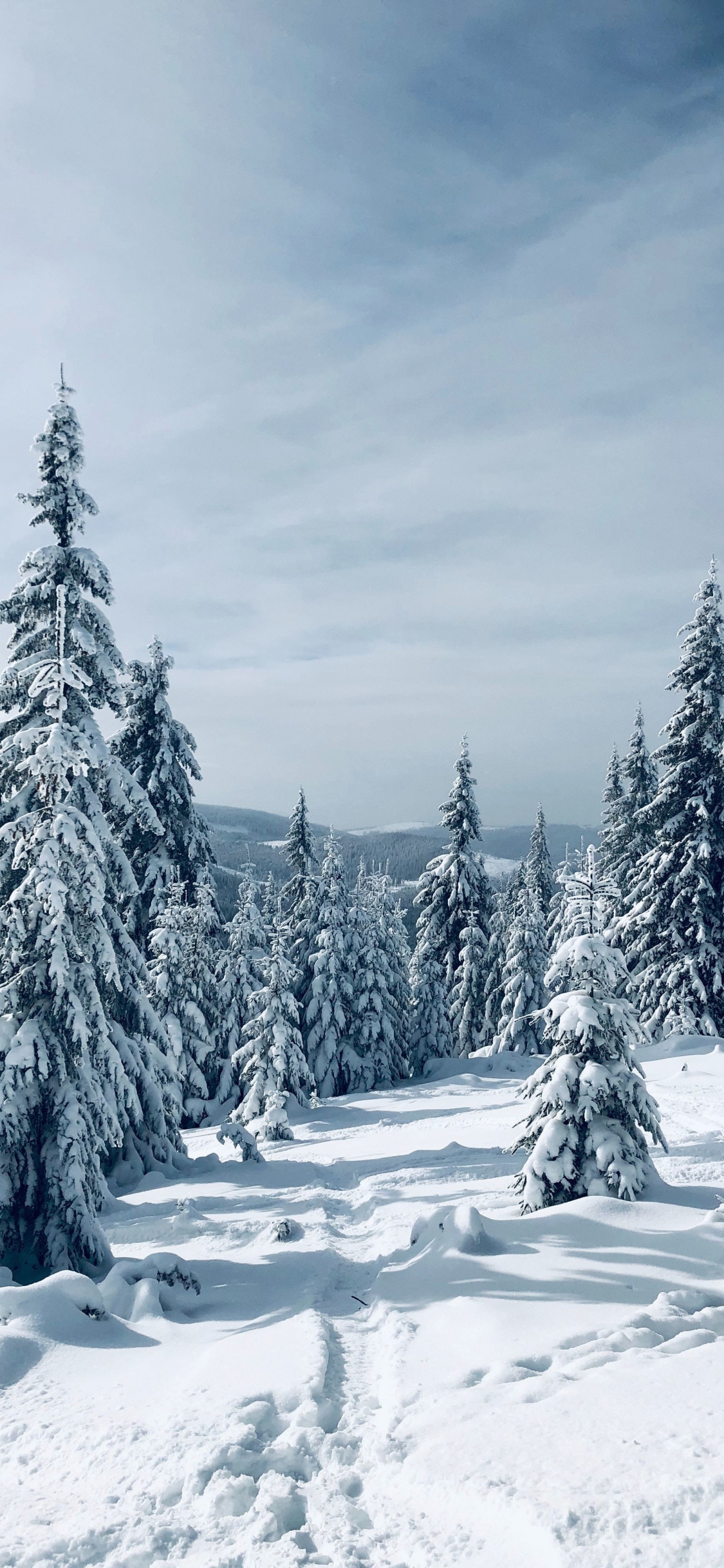 Snowy Pine Trees Wallpaper