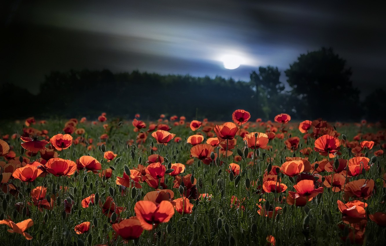 Summer Night Desktop Wallpapers Wallpaper Cave