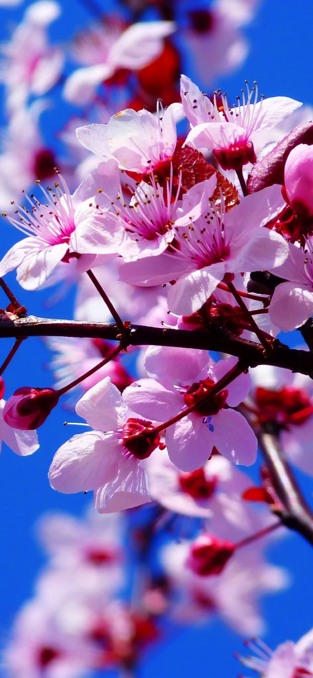 Spring iPhone XS Wallpapers Wallpaper Cave