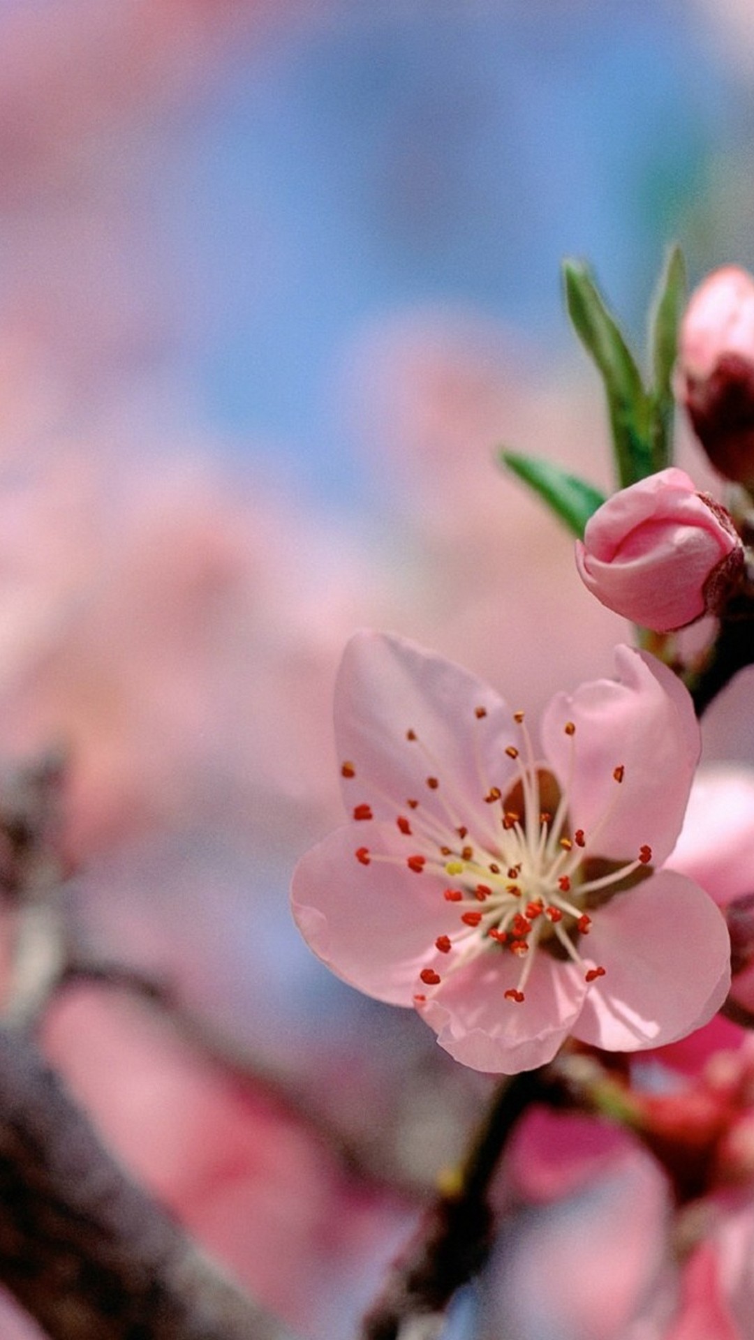 Spring iPhone XS Wallpapers Wallpaper Cave