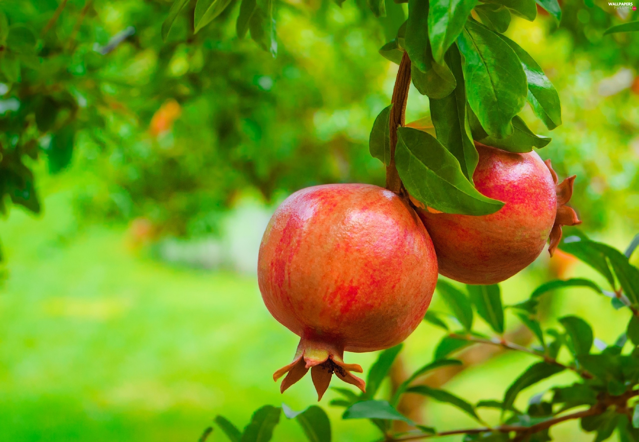 Fruit Garden Wallpapers Wallpaper Cave