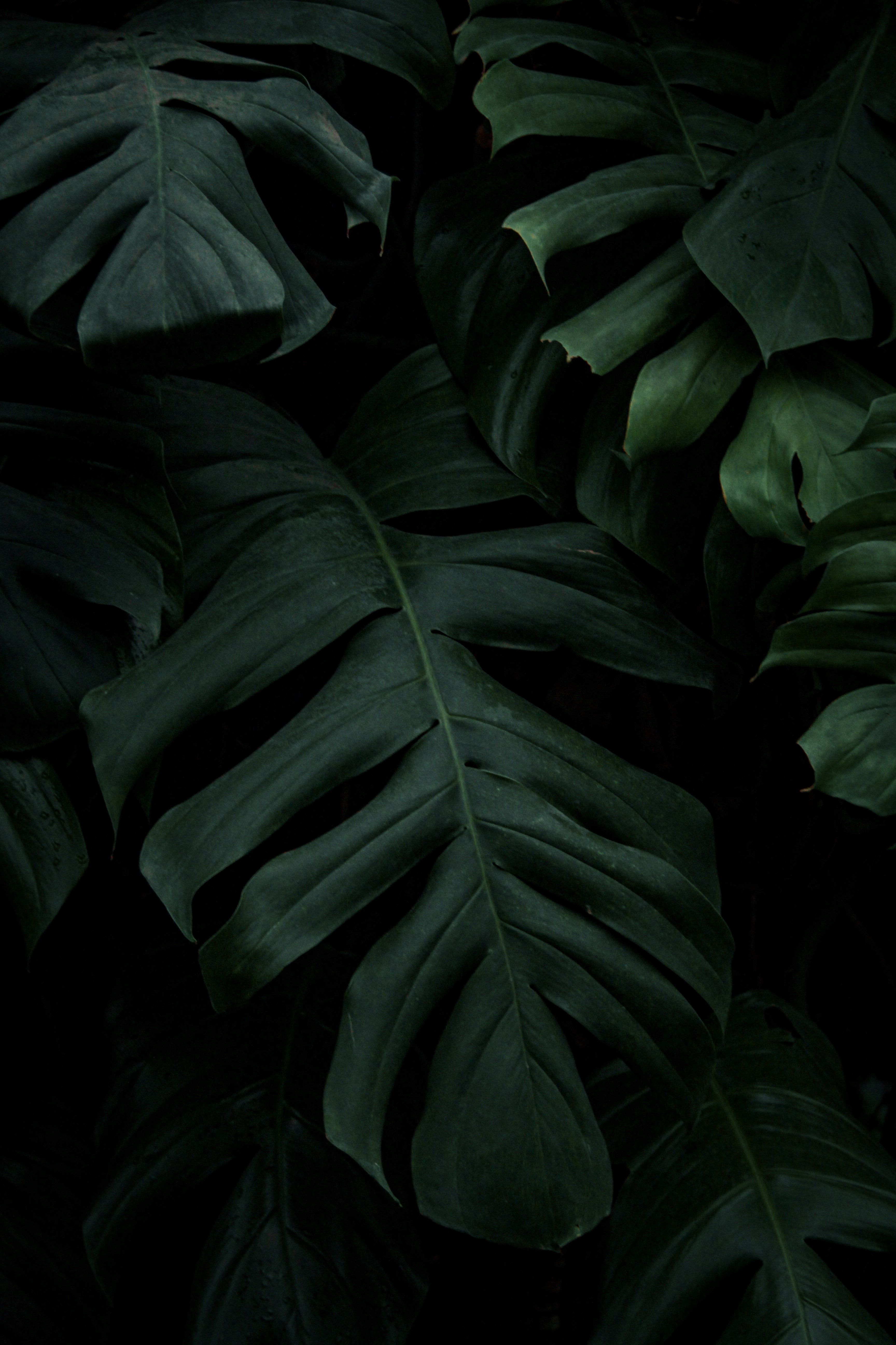 Aesthetic Dark Leaves Wallpapers Wallpaper Cave