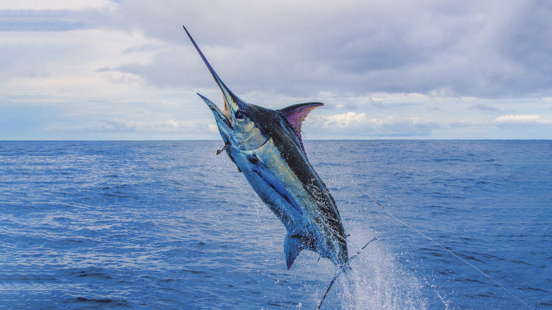 Atlantic Blue Marlin Wallpapers Wallpaper Cave