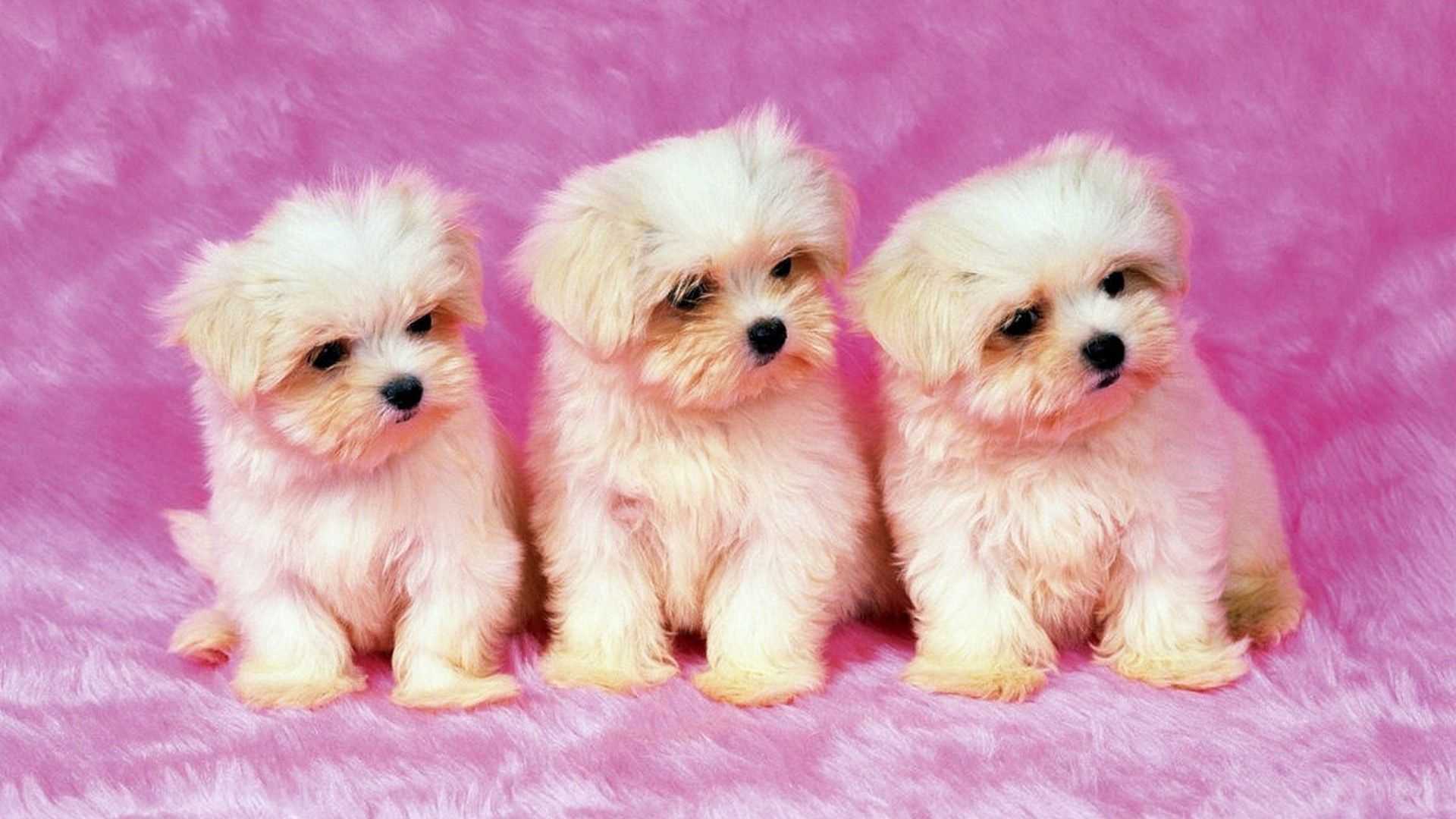 Pink Puppy Wallpapers Wallpaper Cave