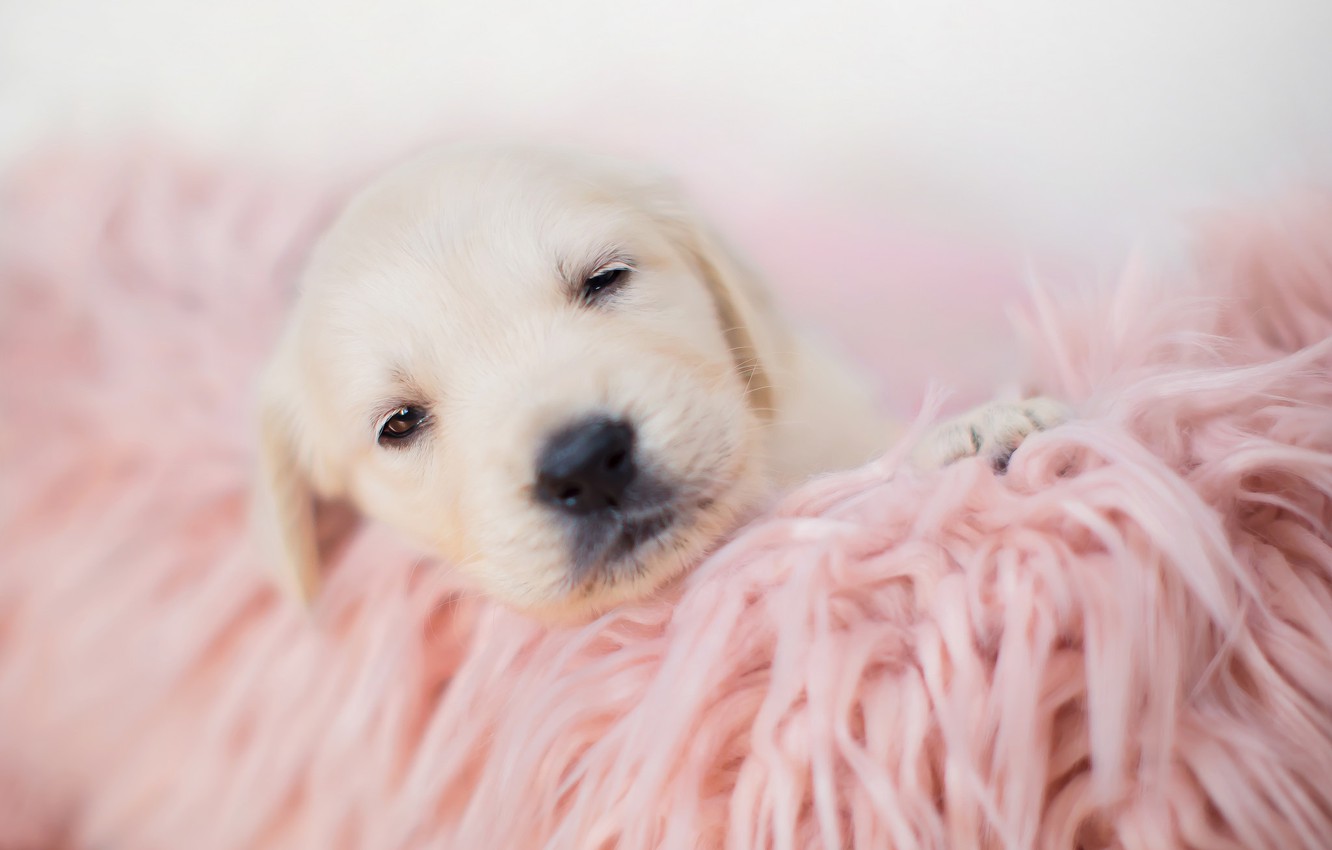 Pink Puppy Wallpapers Wallpaper Cave
