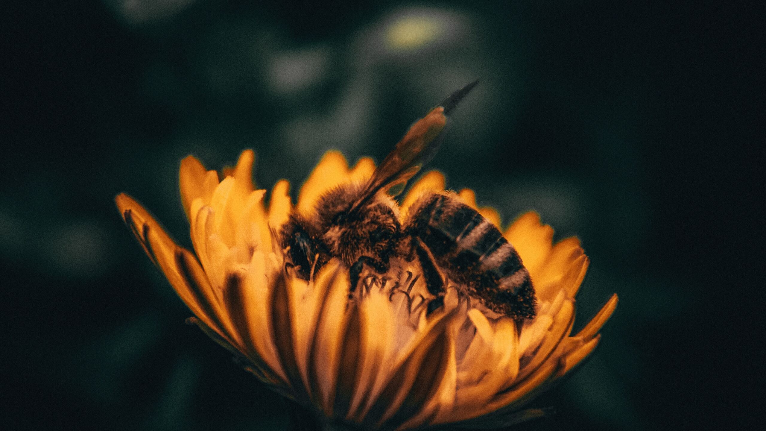 Pollen Wallpapers Wallpaper Cave