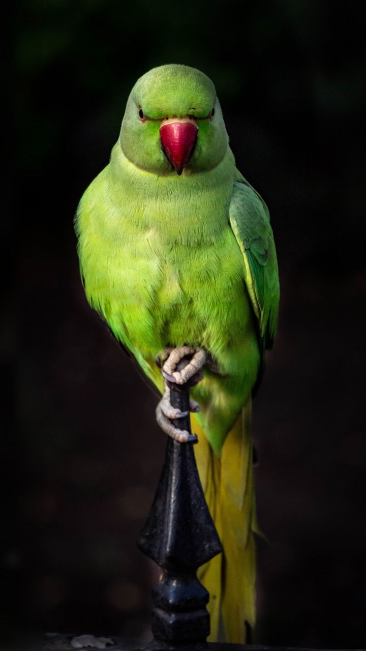 Green Birds Wallpapers Wallpaper Cave