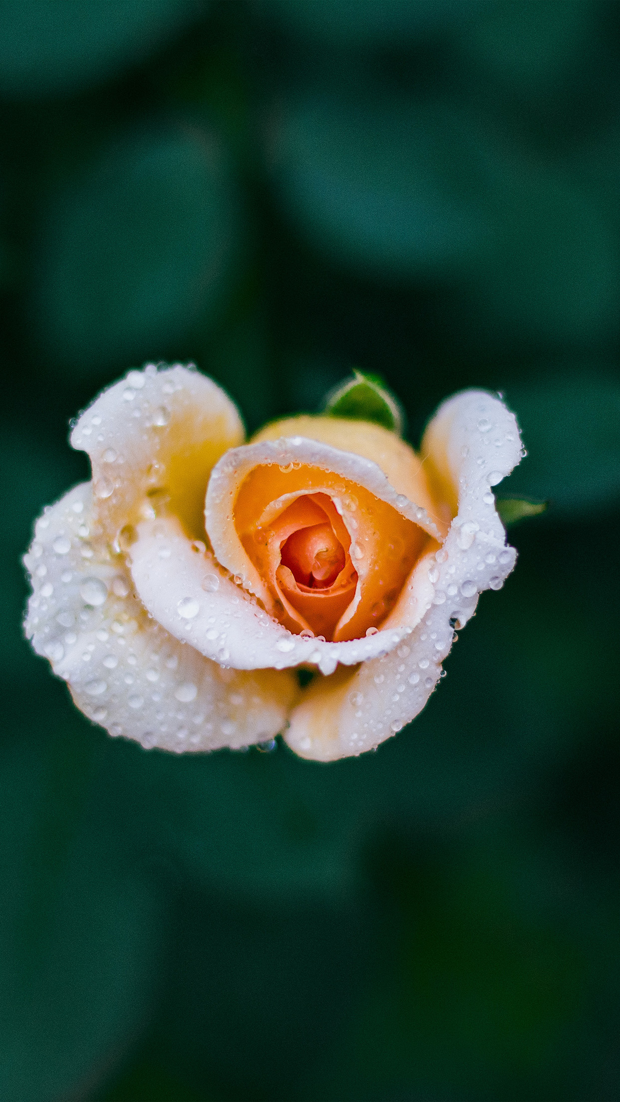 Nature Summer iPhone Wallpapers Wallpaper Cave