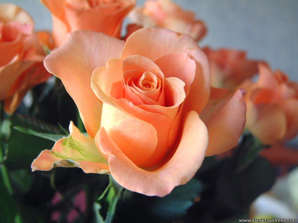Peach Rose Wallpapers Wallpaper Cave