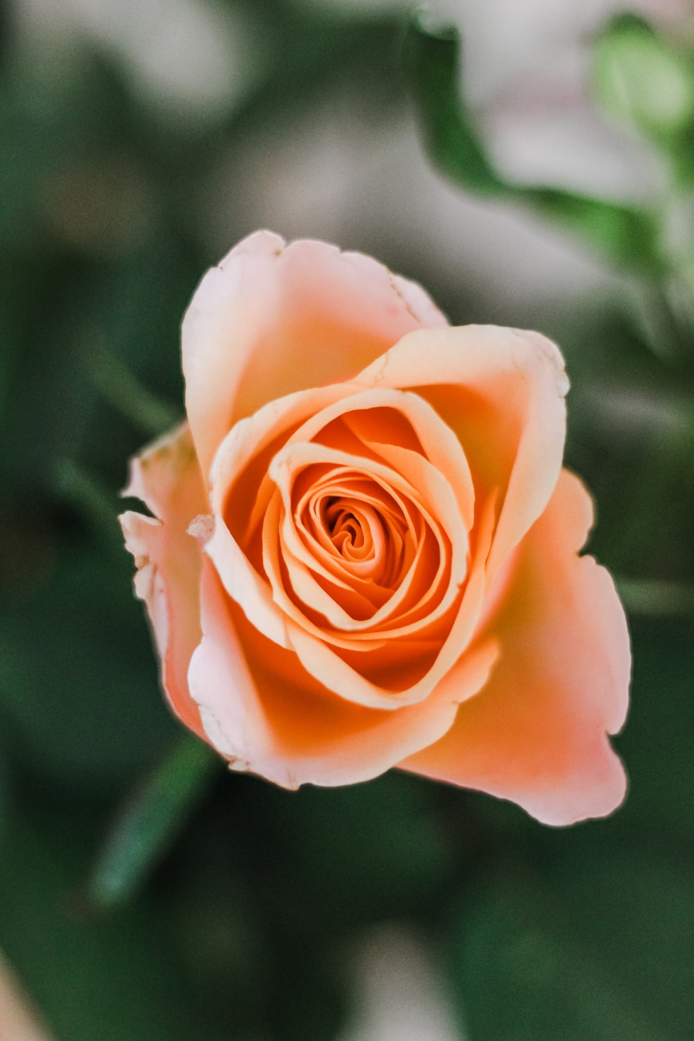 Peach Rose Wallpapers Wallpaper Cave