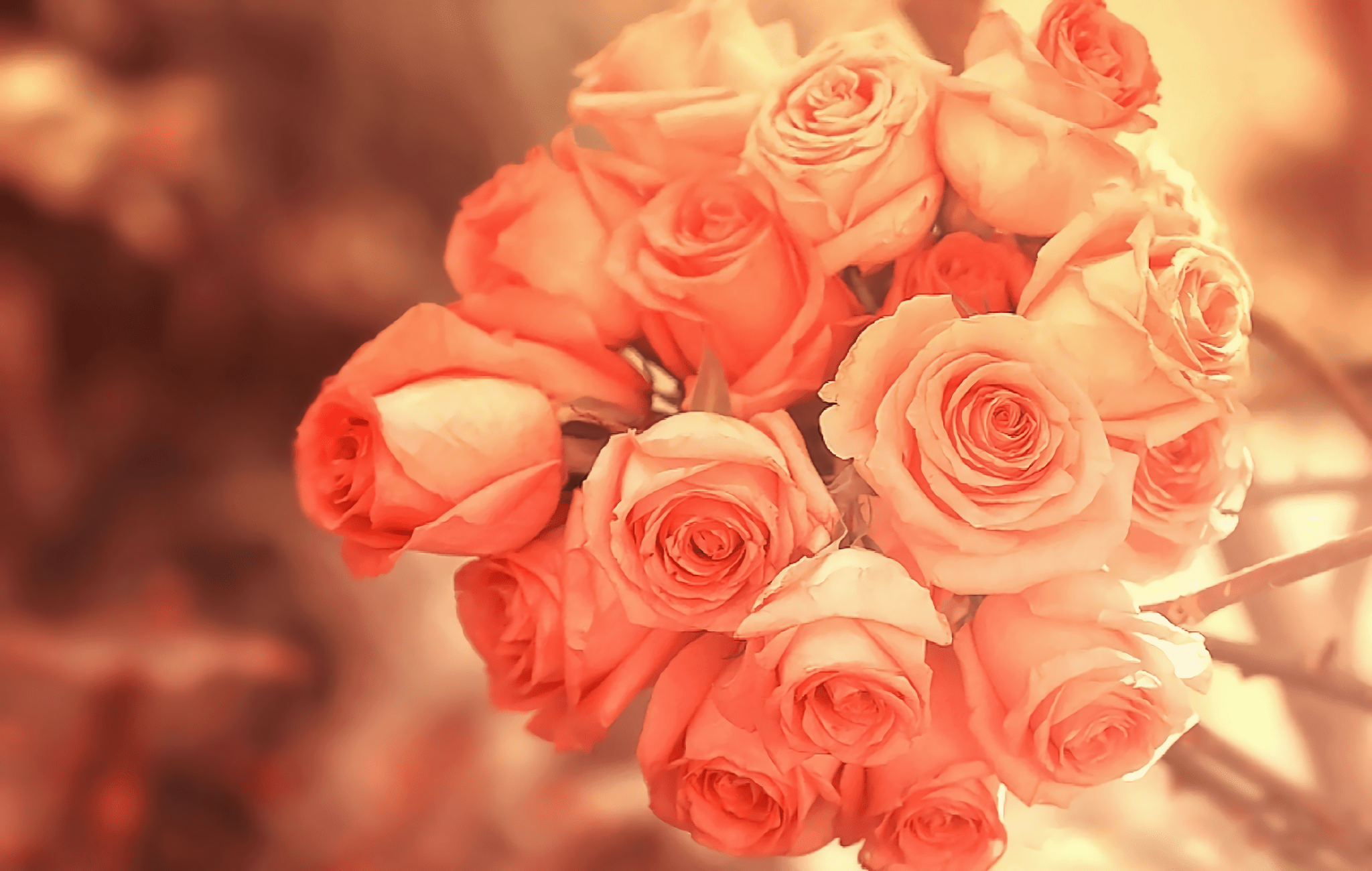 Peach Rose Wallpapers Wallpaper Cave