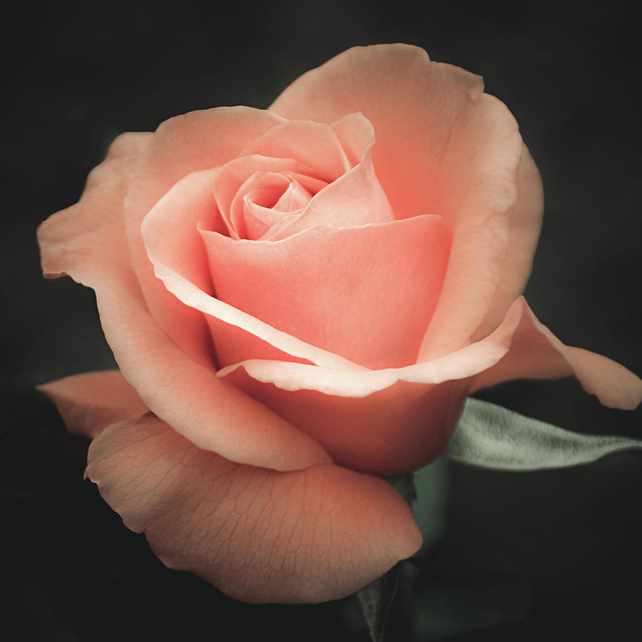 Peach Rose Wallpapers Wallpaper Cave