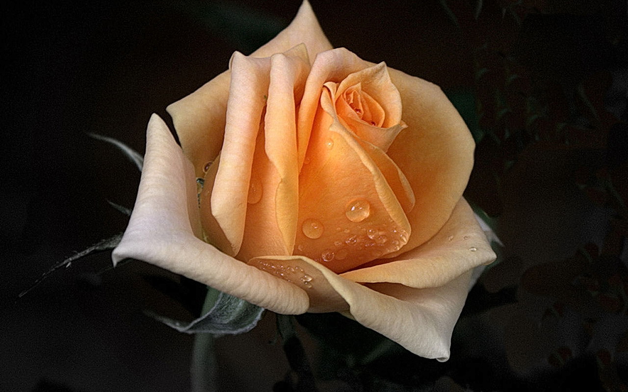 Peach Rose Wallpapers Wallpaper Cave