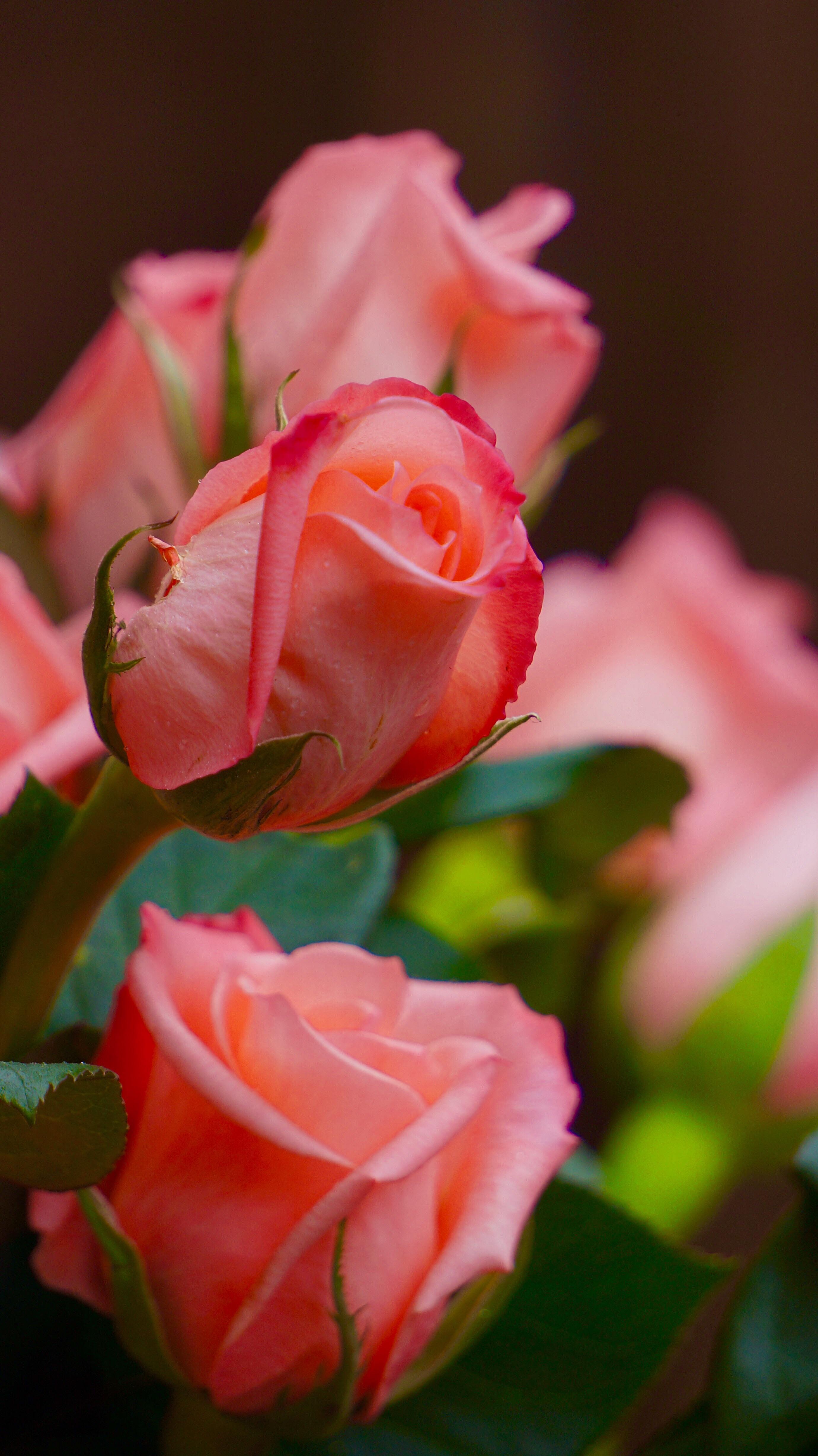 Peach Rose Wallpapers Wallpaper Cave