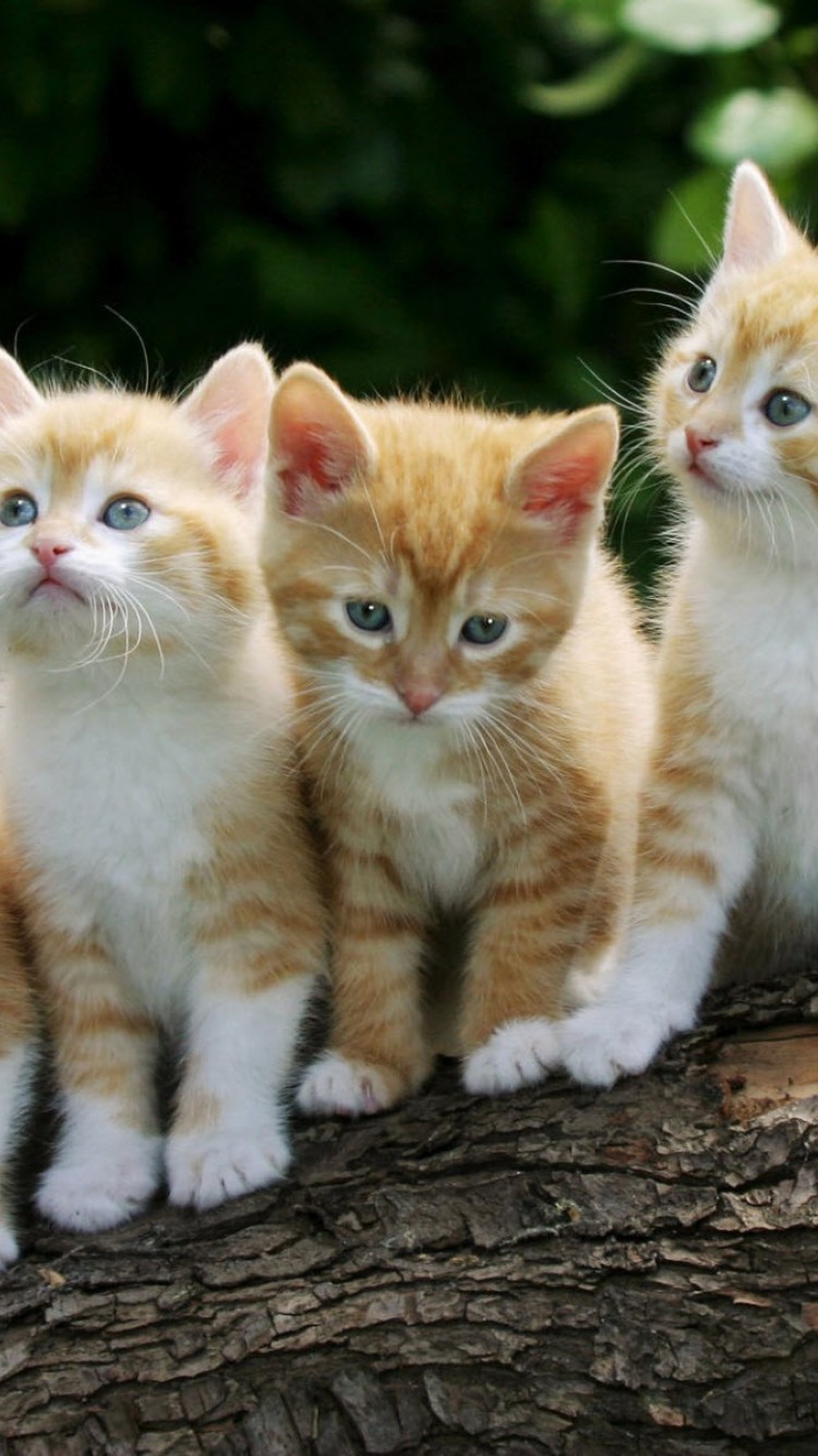 Baby Animal Iphone Wallpaper