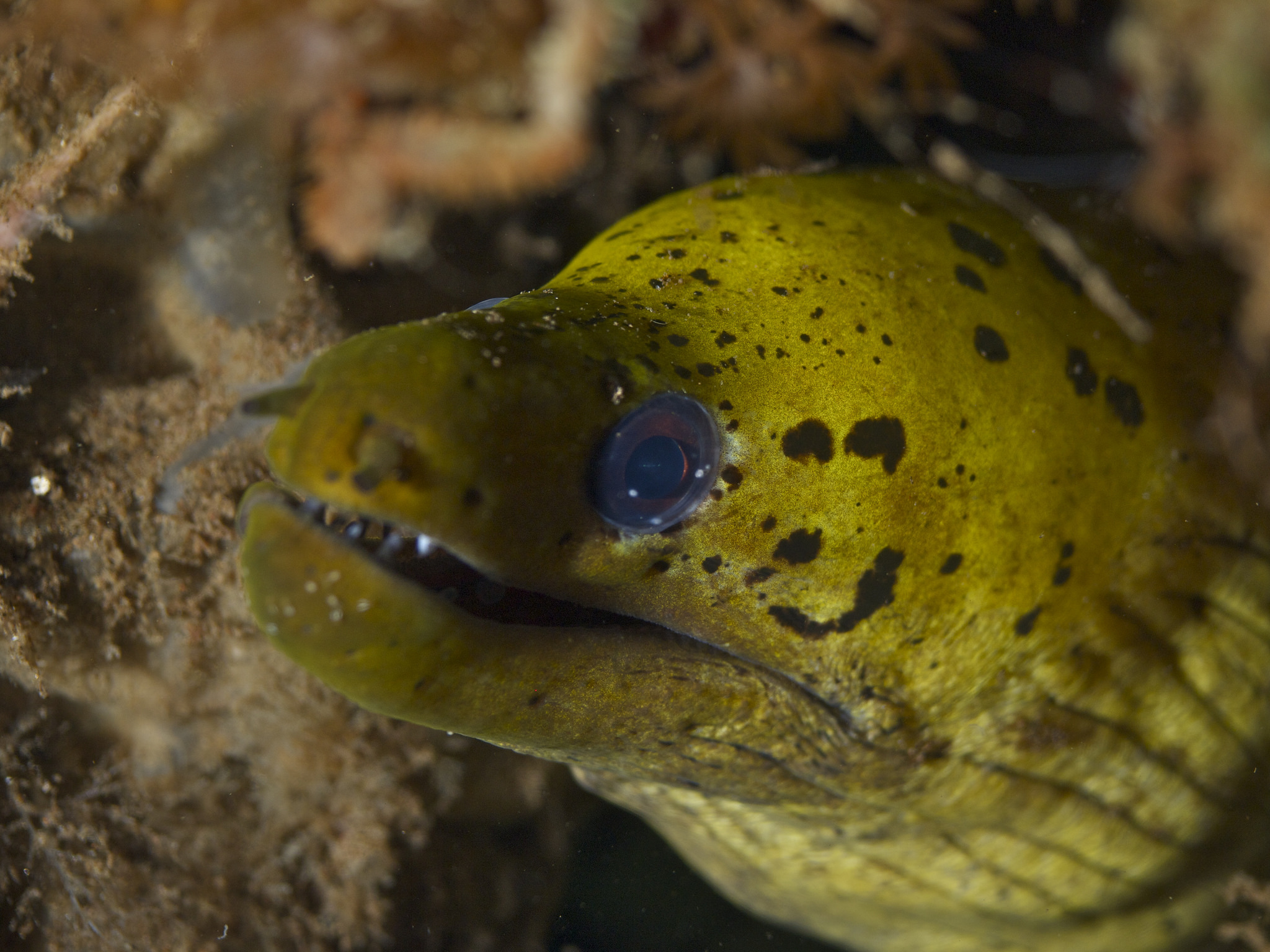 Moray Eel Wallpapers Wallpaper Cave