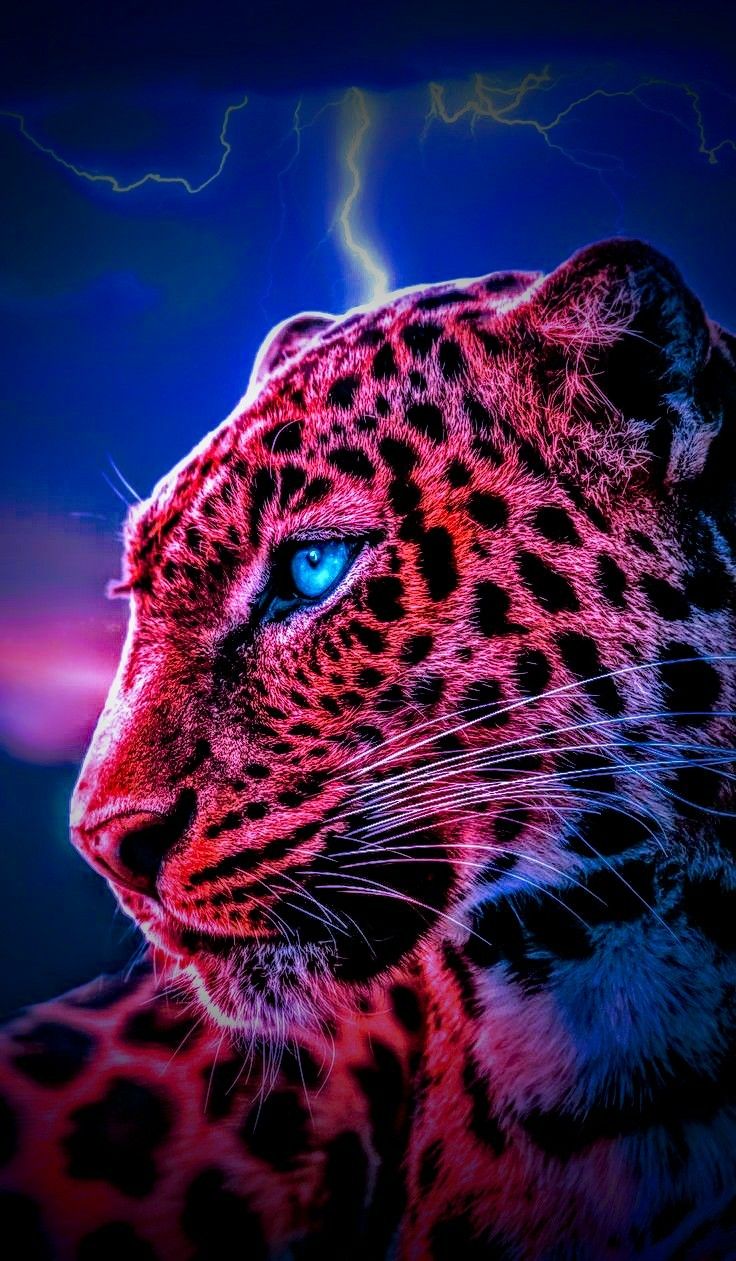 Cool Cheetah Wallpapers Wallpaper Cave