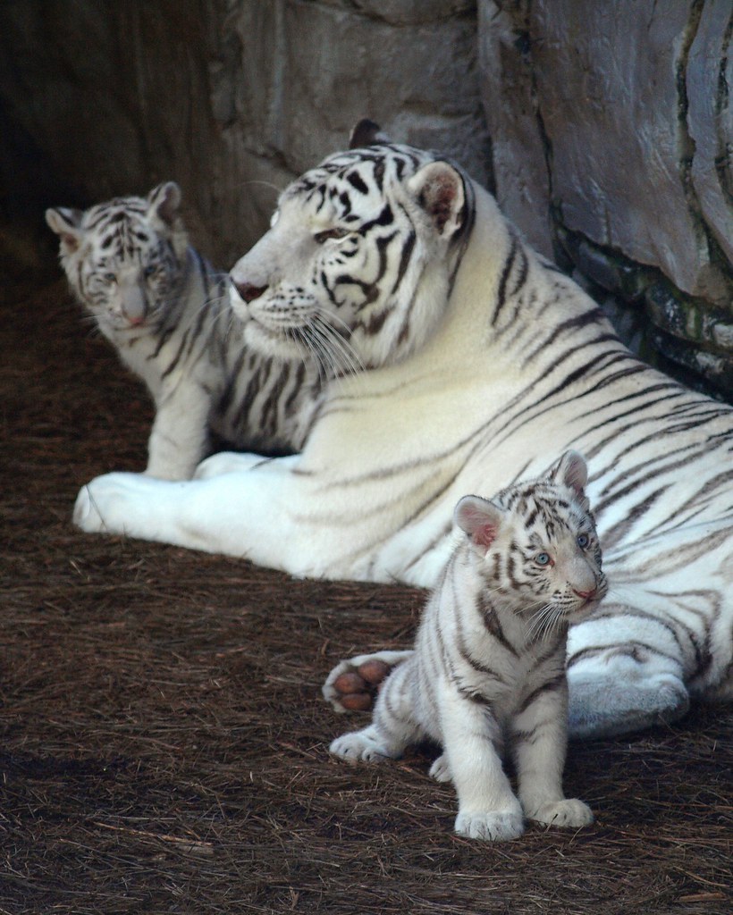 Tiger Family Wallpapers Wallpaper Cave