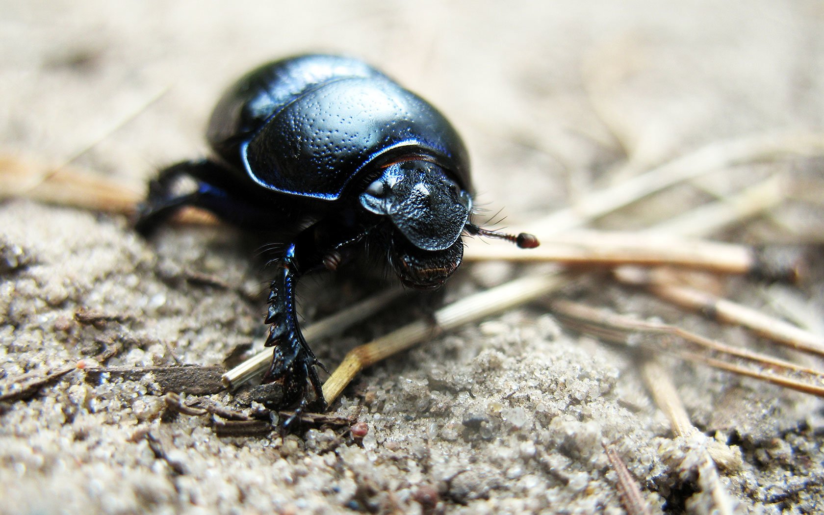 Black Beetle Wallpapers Wallpaper Cave