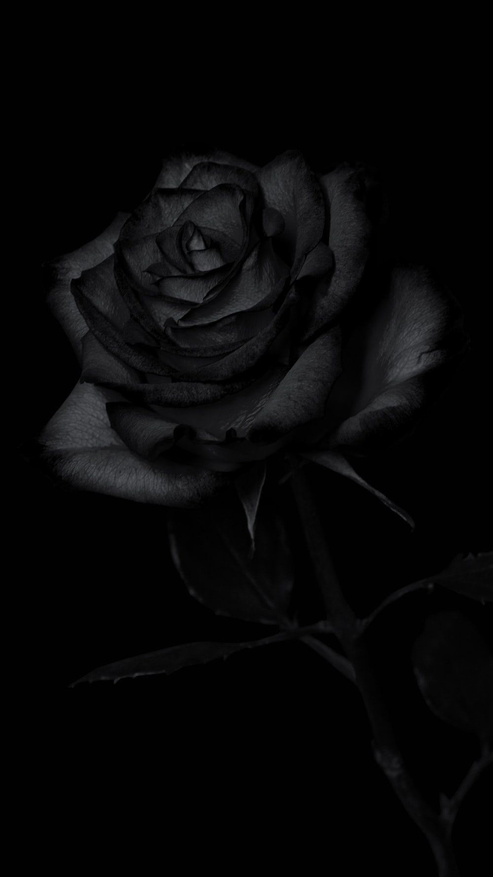 Black Rose Flower Wallpapers Wallpaper Cave