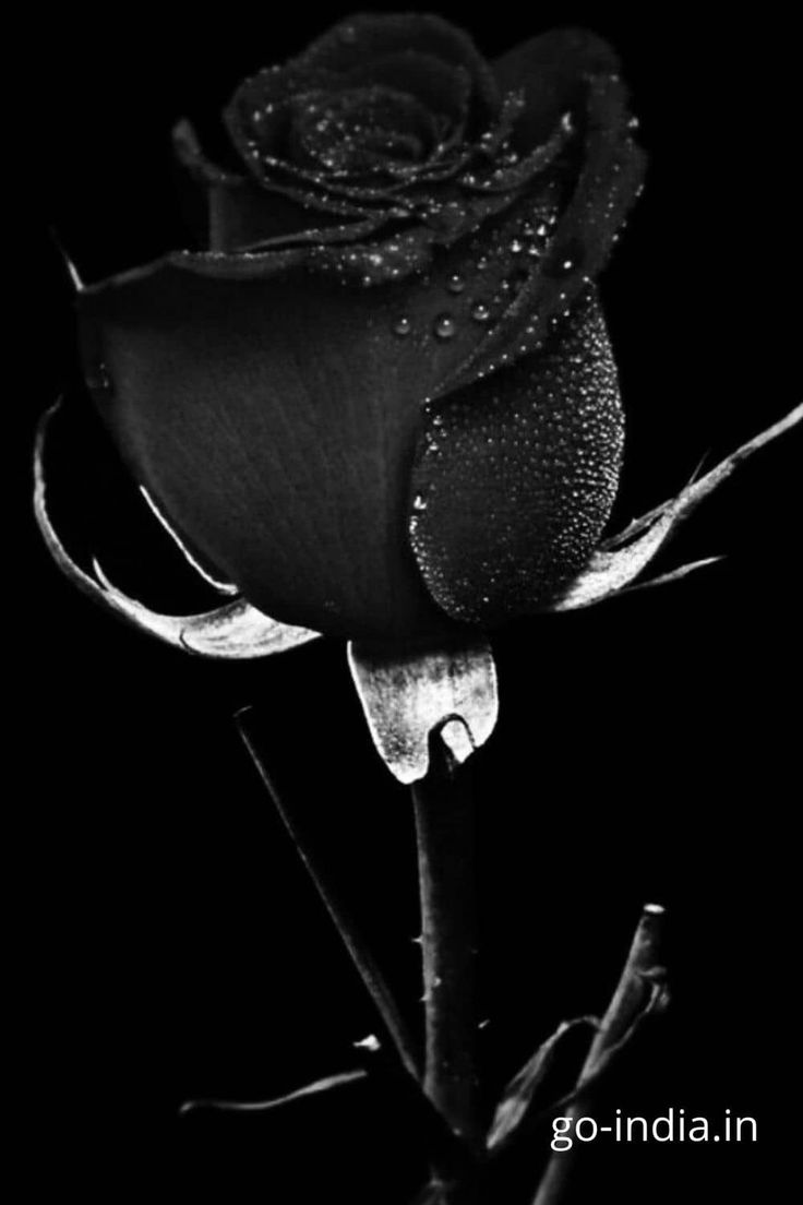 Black Rose Flower Hd Pictures Best Flower Site
