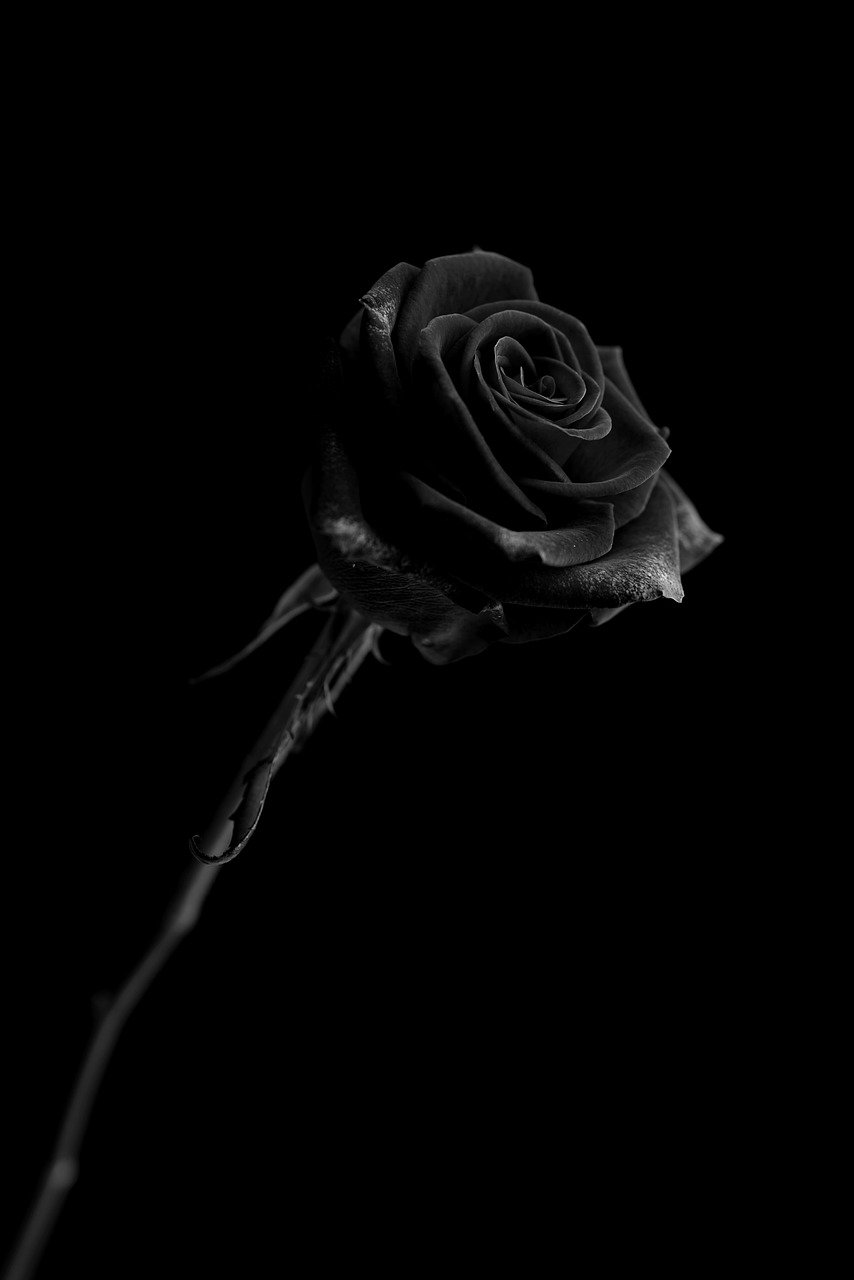 Black Rose Flower Wallpapers Wallpaper Cave