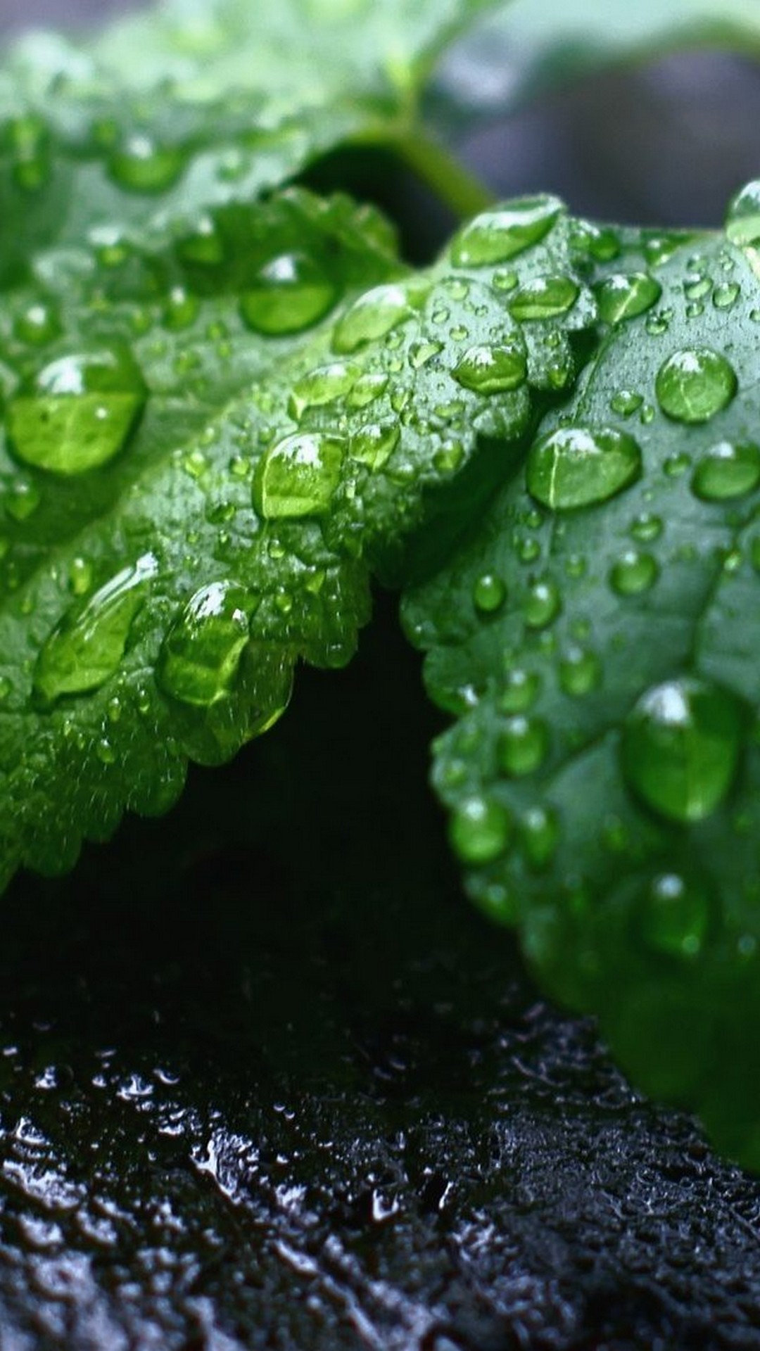 Leaf Android HD Wallpapers Wallpaper Cave