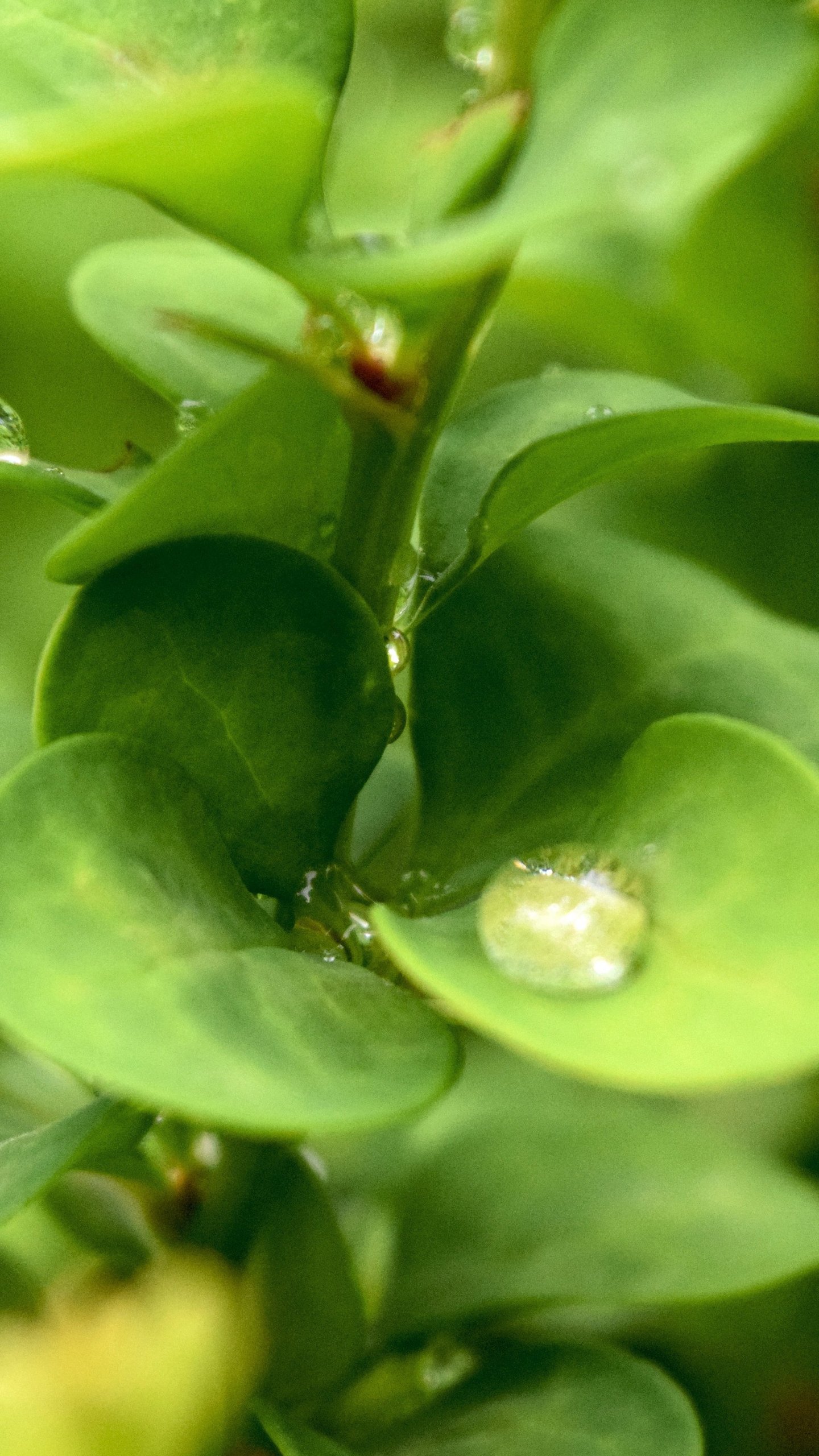 Leaf Android HD Wallpapers Wallpaper Cave