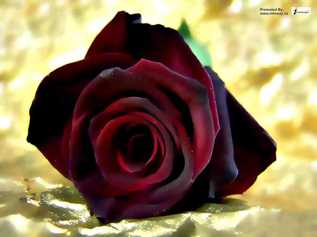 Dark Red Rose Wallpapers Wallpaper Cave