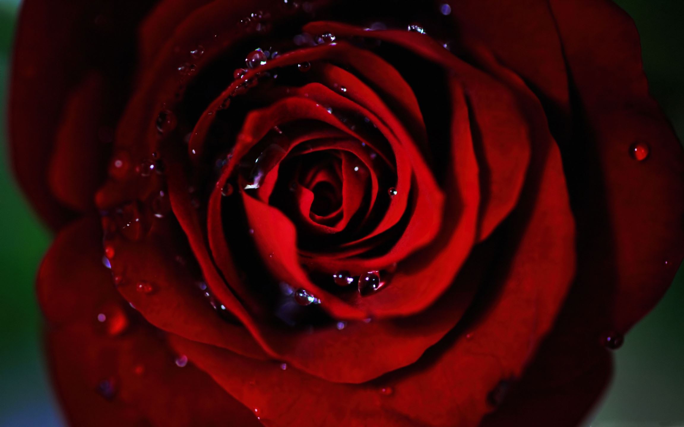 Dark Red Rose Wallpapers Wallpaper Cave