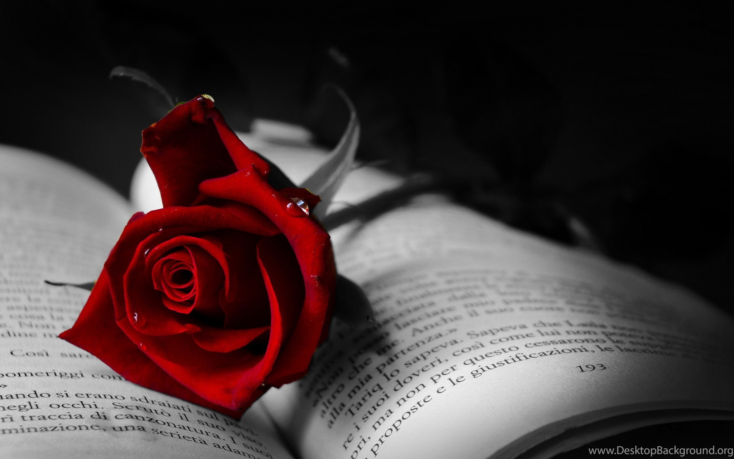 Dark Red Rose Wallpapers Wallpaper Cave