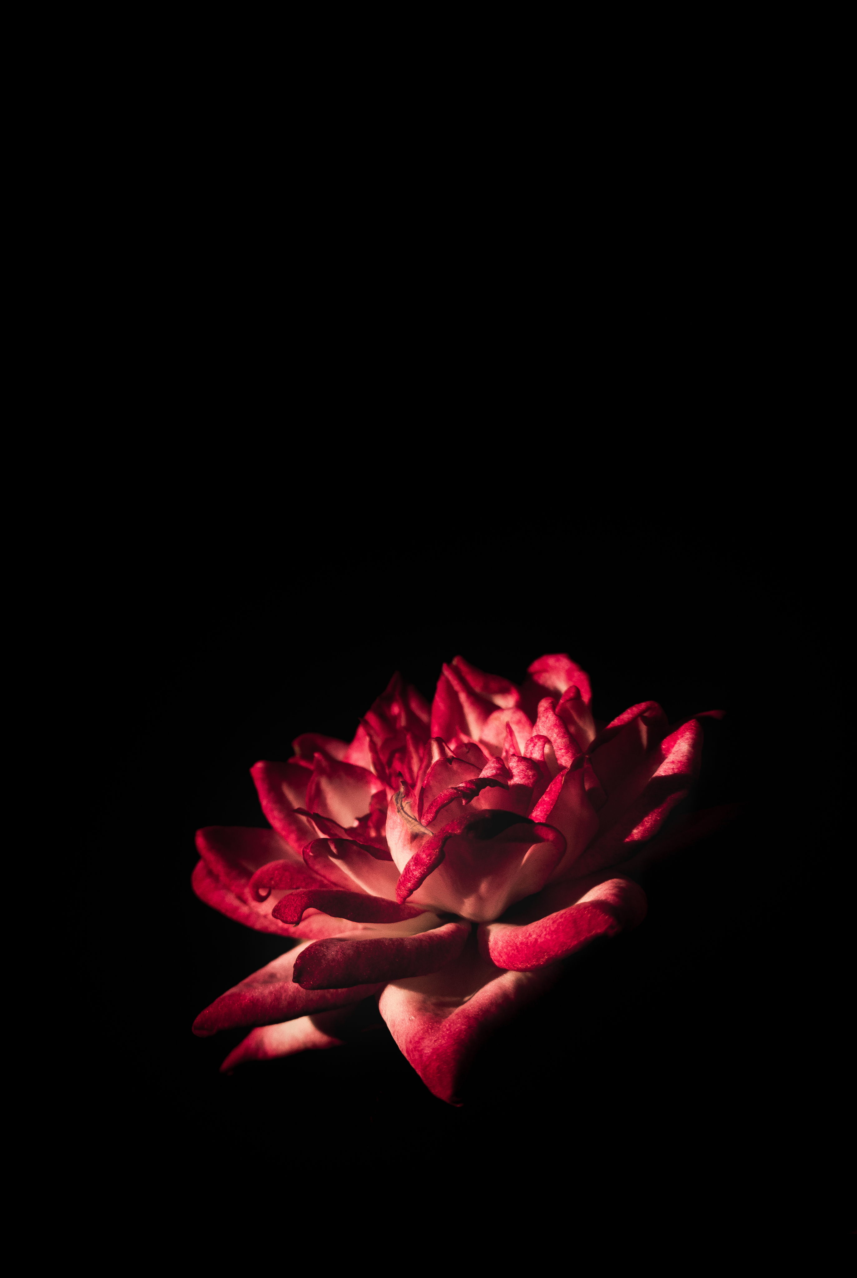 Dark Red Rose Wallpapers Wallpaper Cave