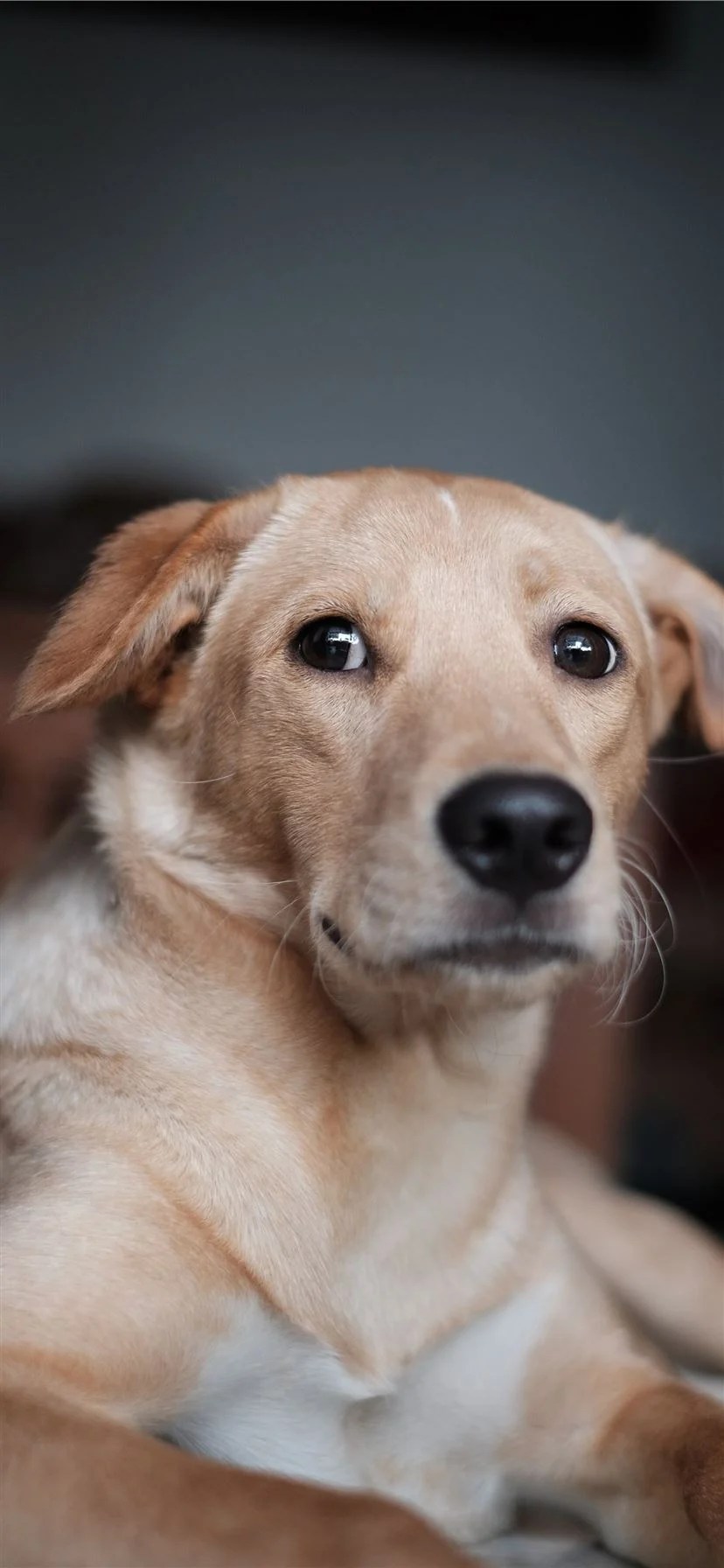 Dog iPhone 11 Wallpapers Wallpaper Cave