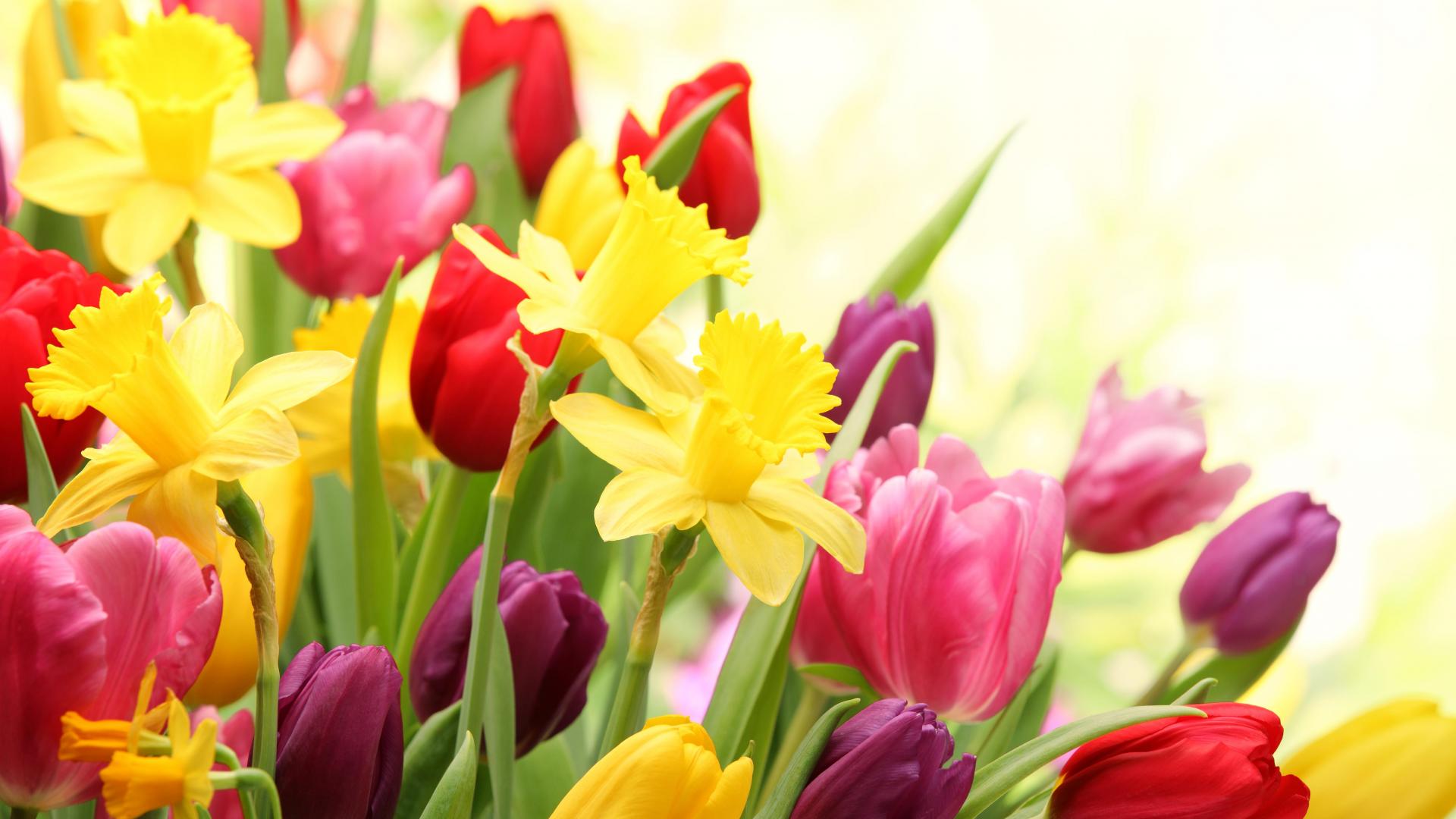 Colorful Spring Flowers HD Wallpapers Wallpaper Cave