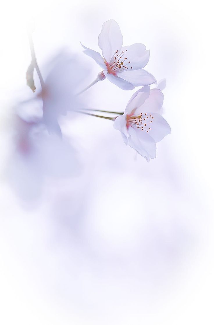 Delicate Flowers Wallpapers Wallpaper Cave