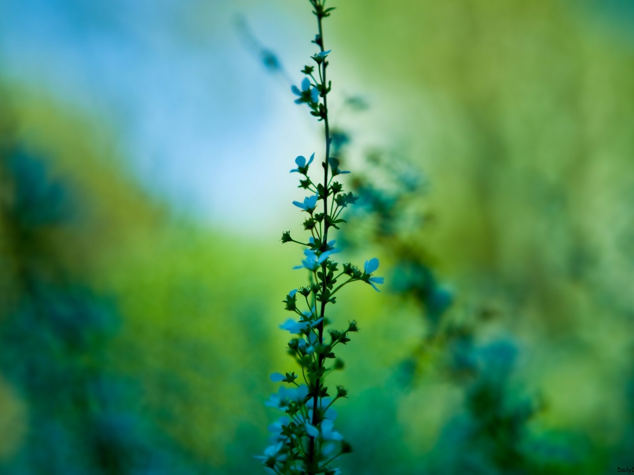 Delicate Flowers Wallpapers Wallpaper Cave