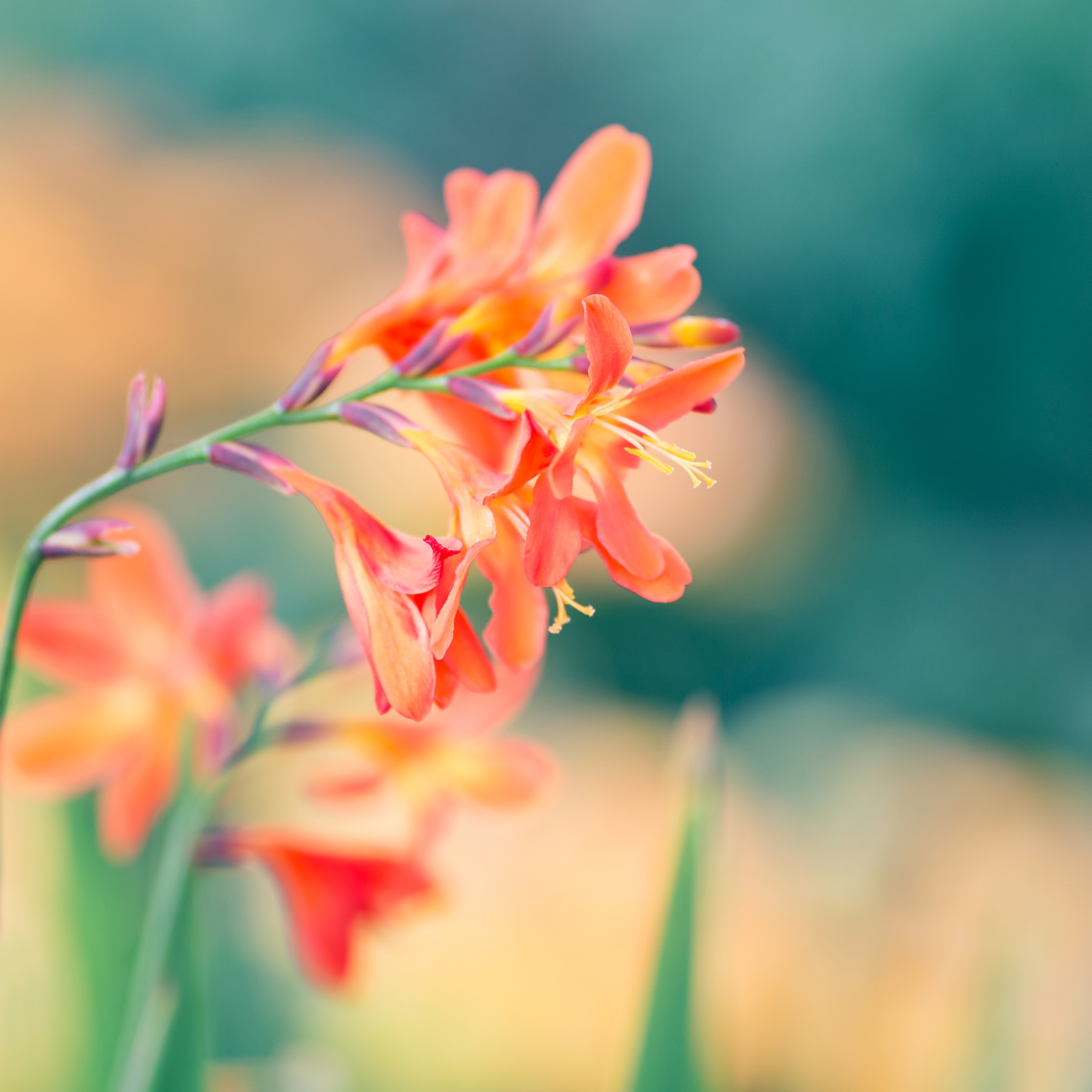 Orange Spring Flowers Wallpapers Wallpaper Cave