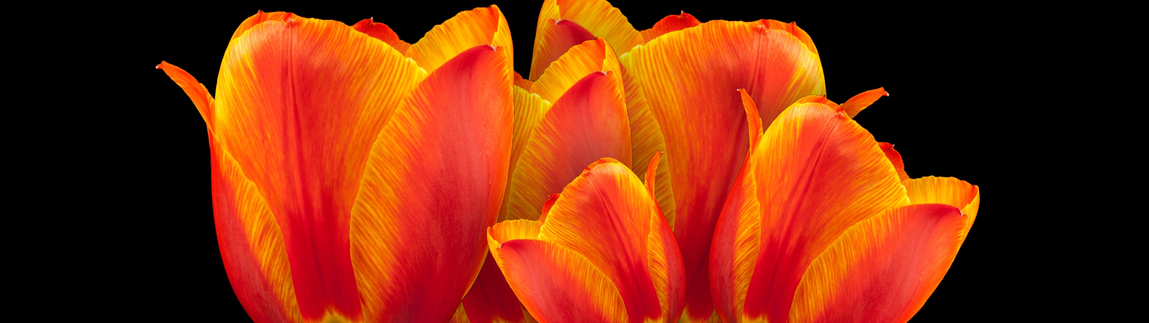Orange Spring Flowers Wallpapers Wallpaper Cave