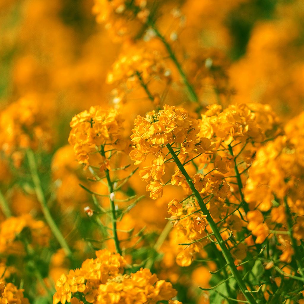 Orange Spring Flowers Wallpapers Wallpaper Cave