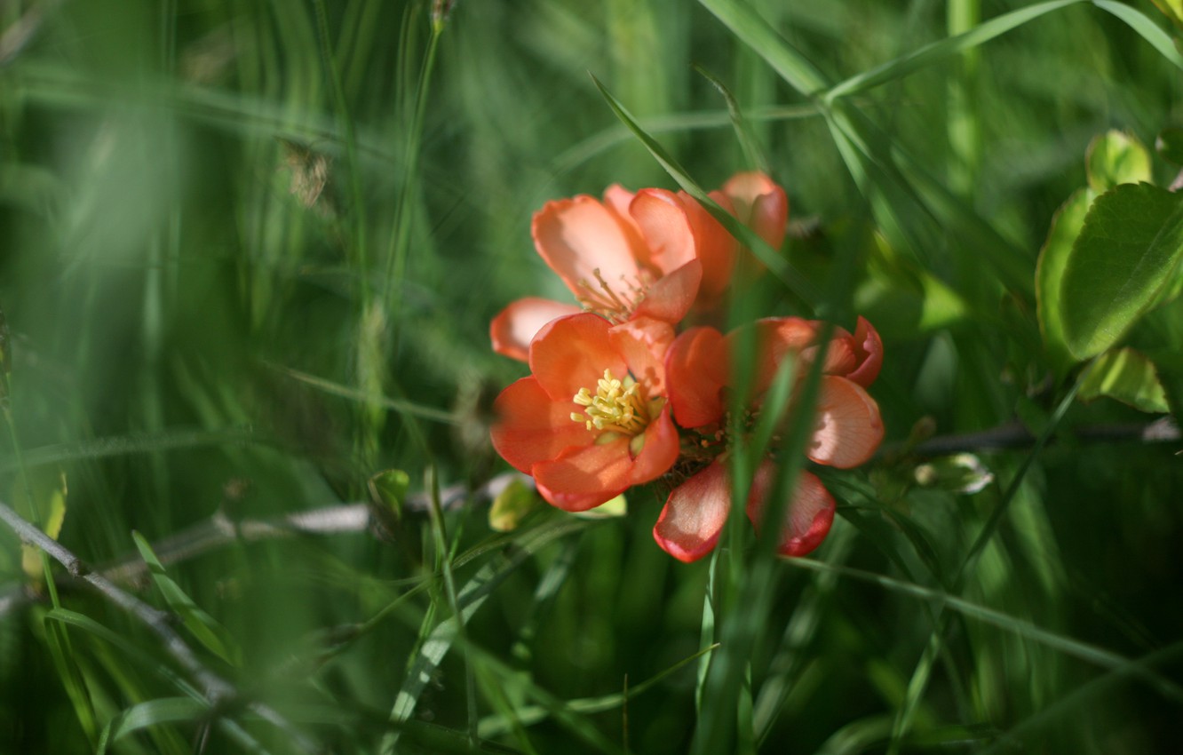 Orange Spring Flowers Wallpapers Wallpaper Cave