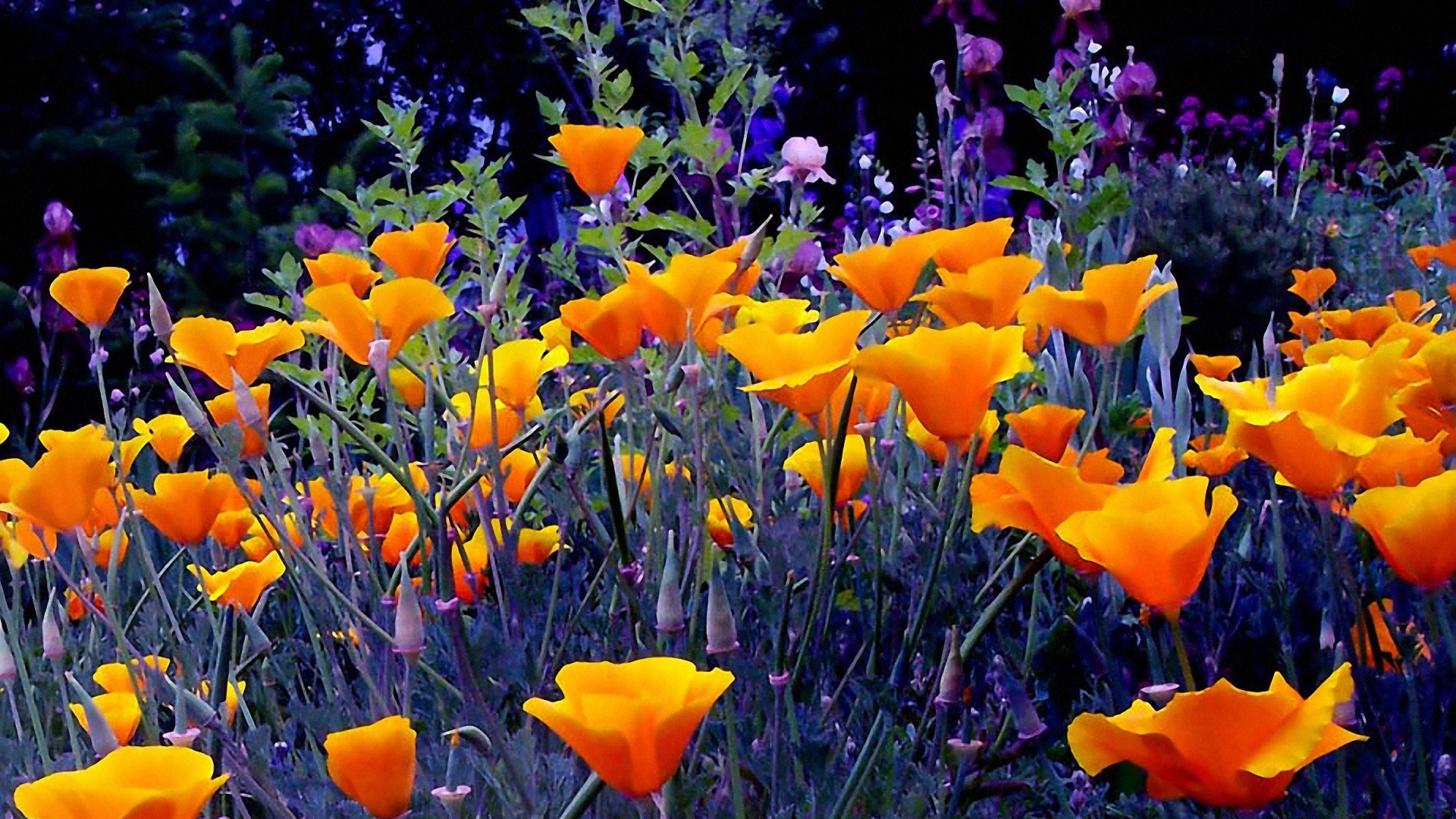 Orange Spring Flowers Wallpapers Wallpaper Cave