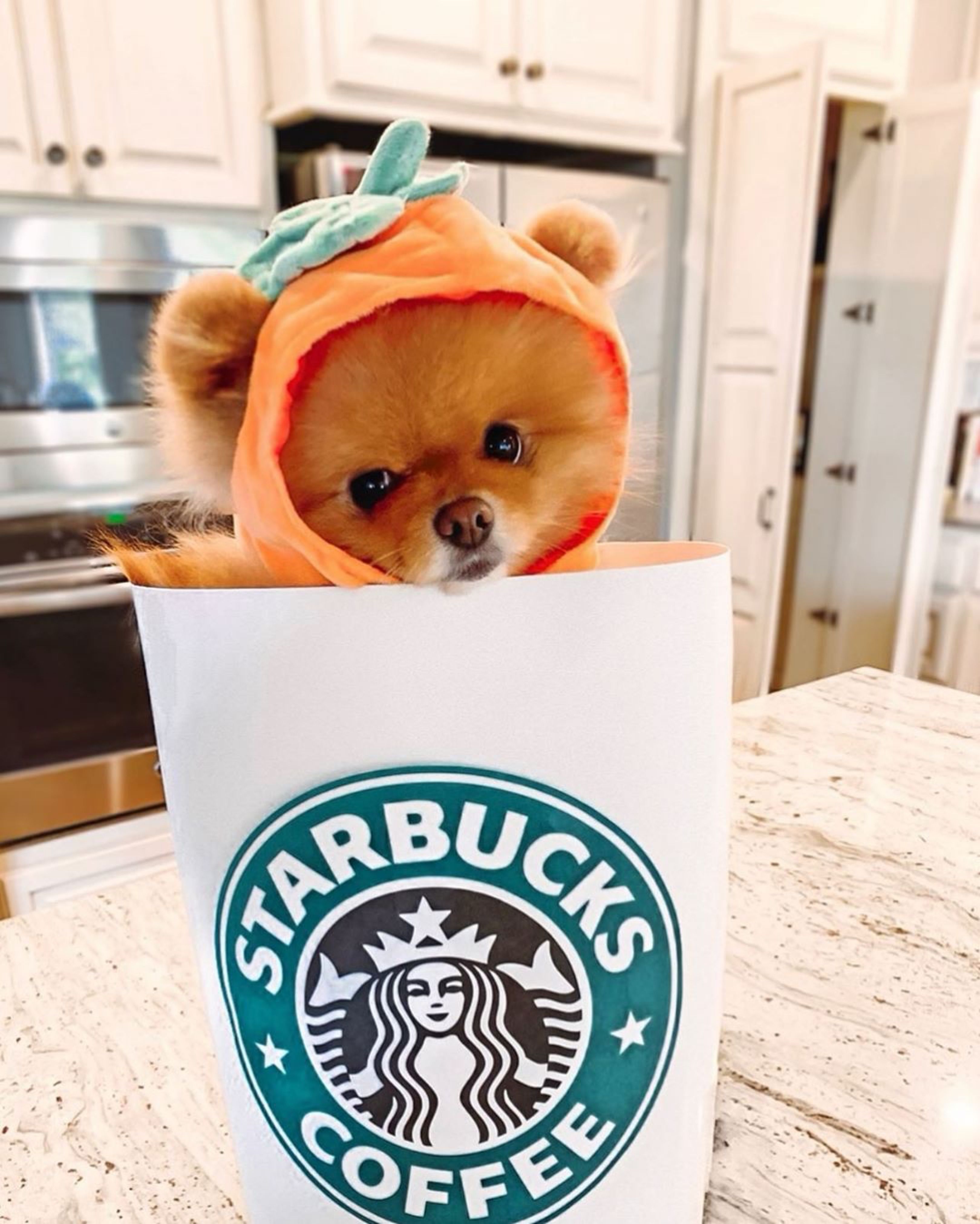 Cute Starbucks Puppy Wallpapers Wallpaper Cave