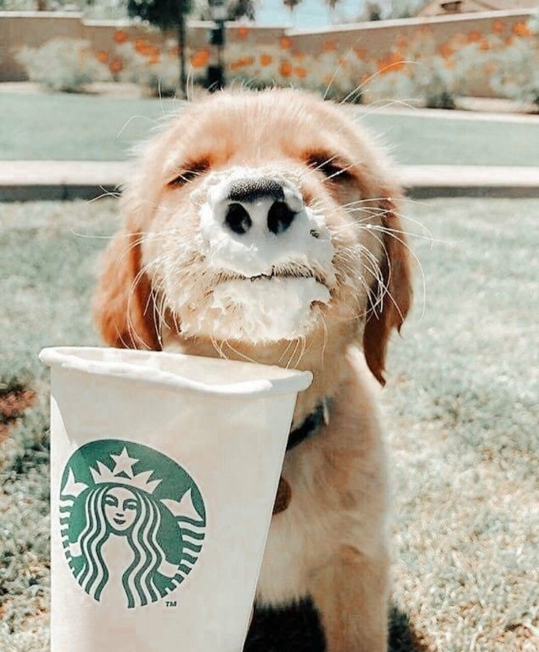 What Is The Puppy Drink At Starbucks