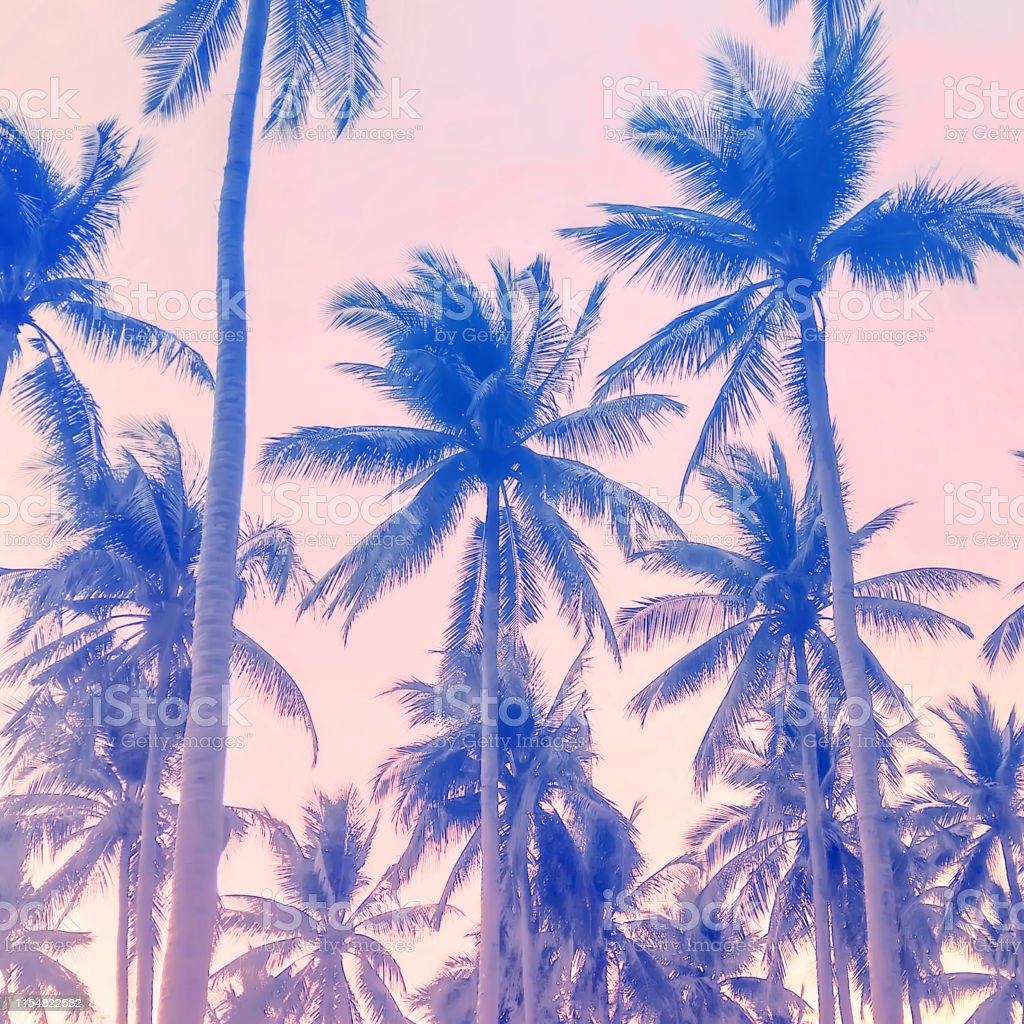Summer Palm Tree Wallpapers Wallpaper Cave